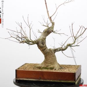 Acer palmatum benichidori