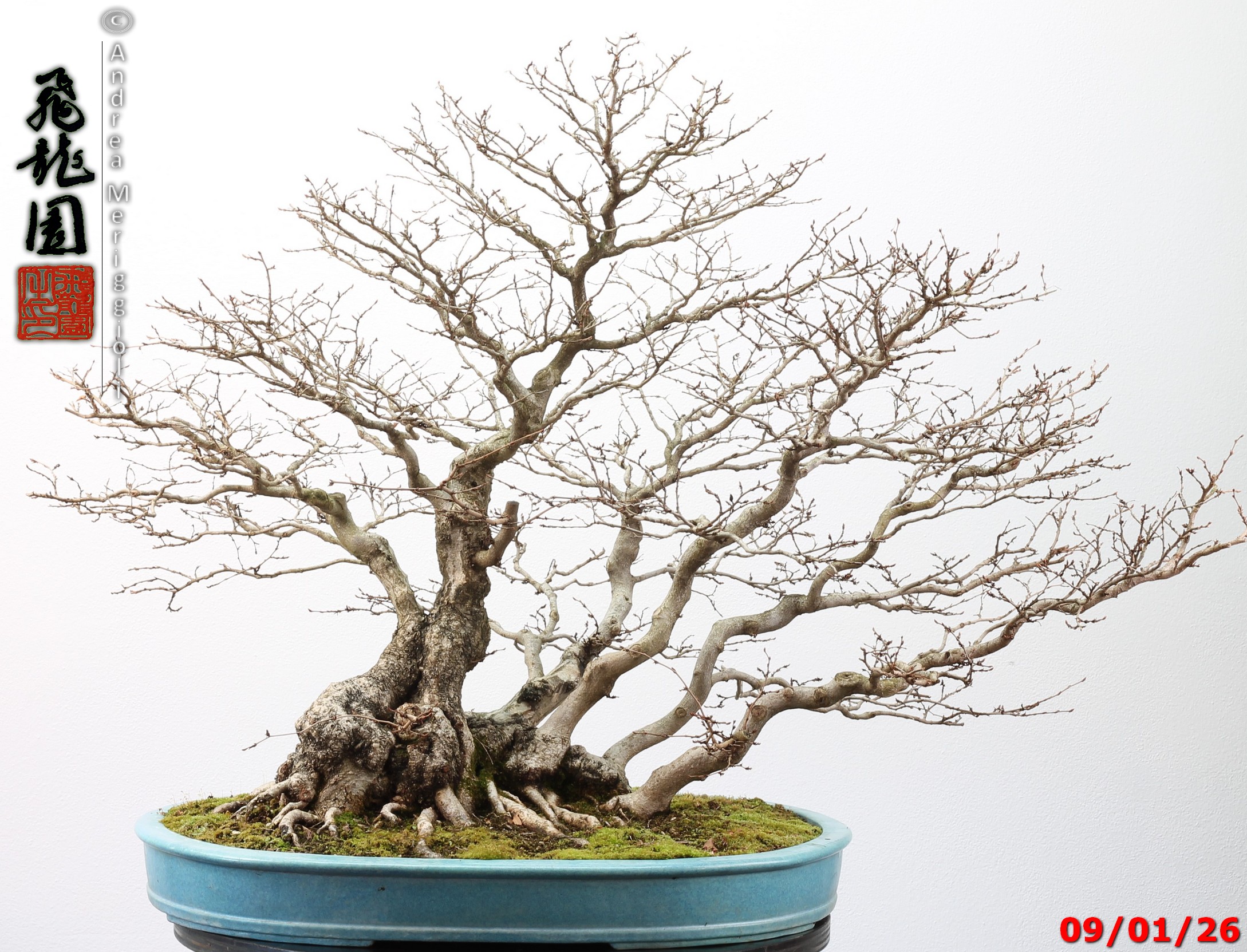 Carpinus turczaninowii - immagine 9