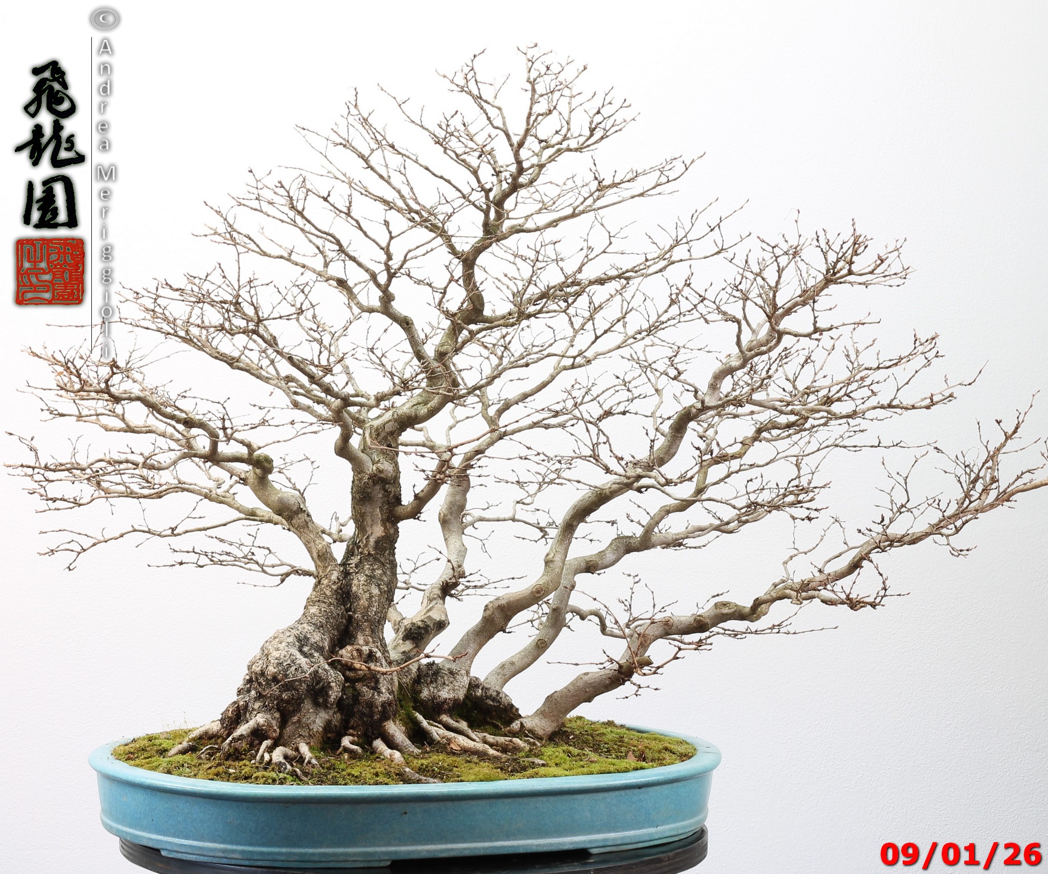 Carpinus turczaninowii - immagine 10