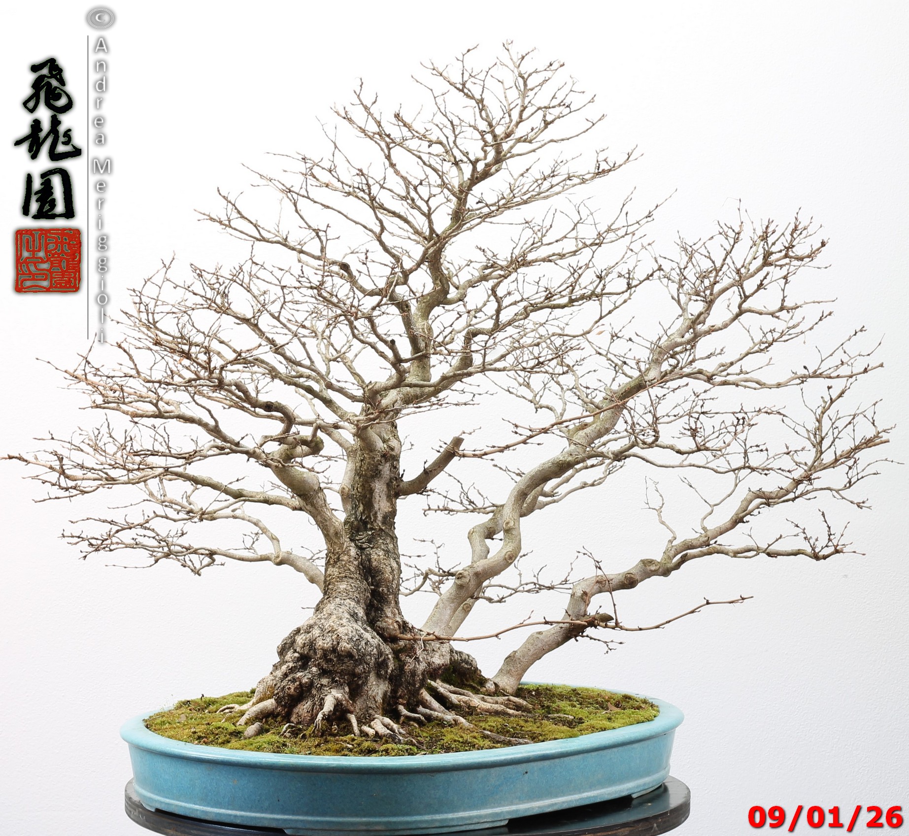 Carpinus turczaninowii - immagine 11