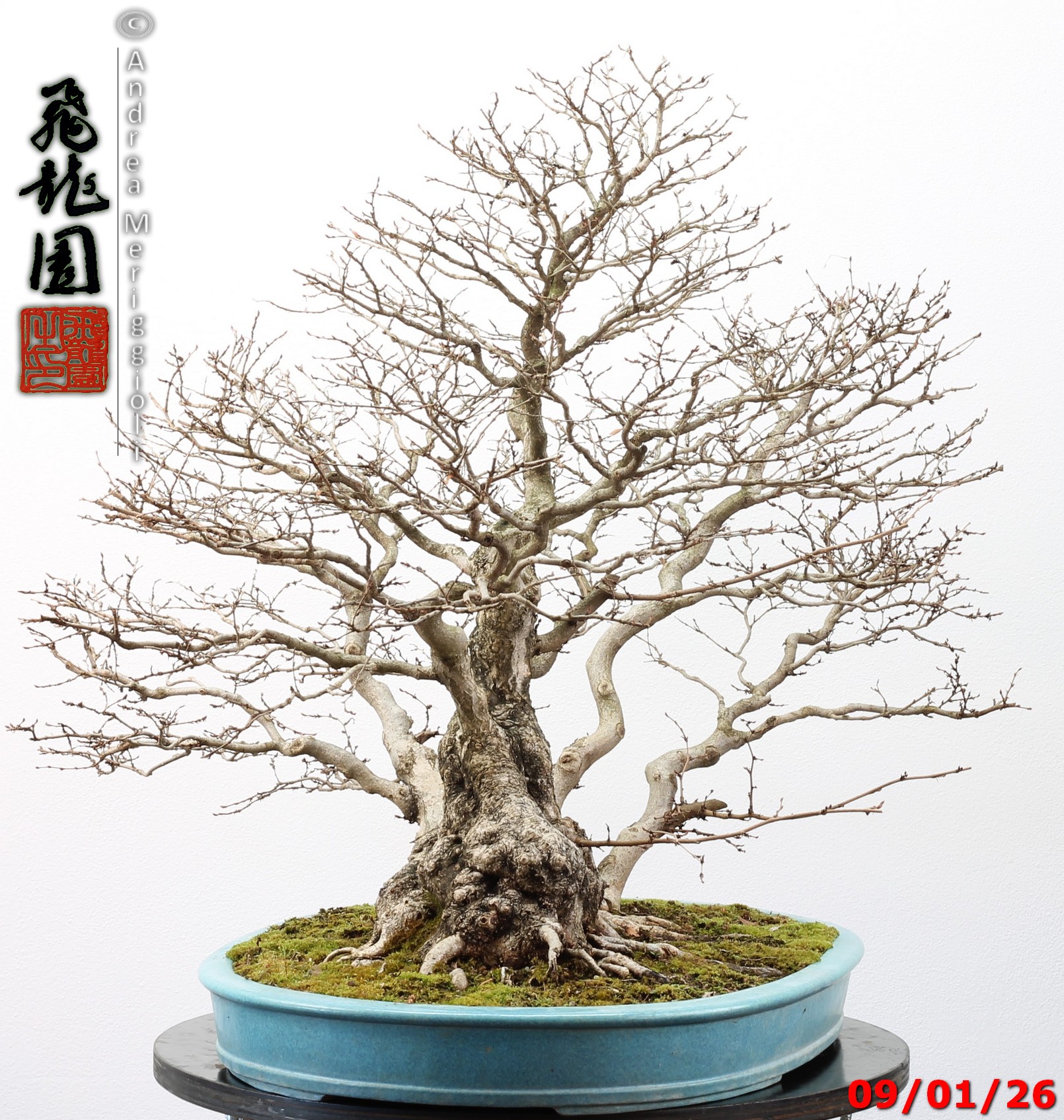 Carpinus turczaninowii - immagine 12