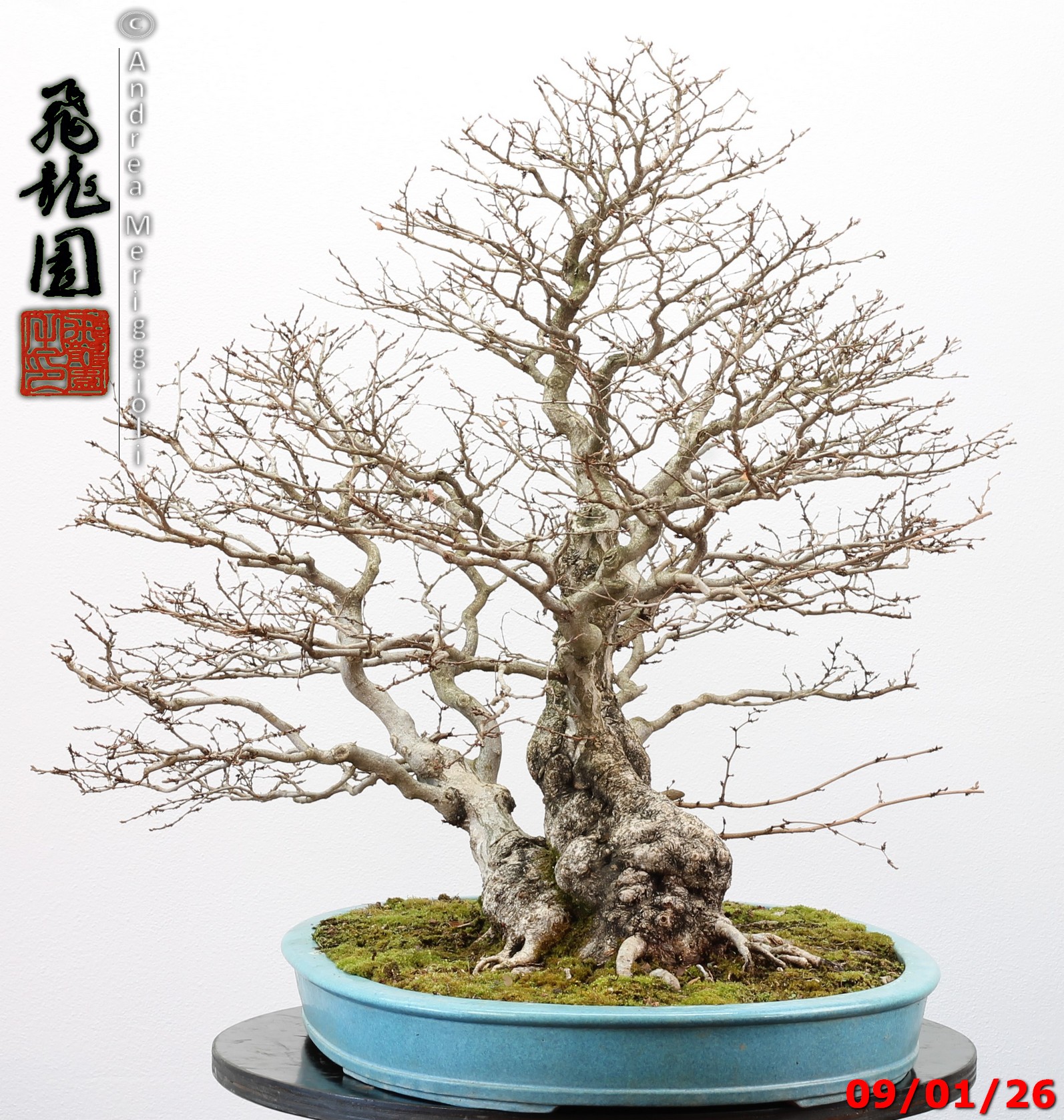 Carpinus turczaninowii - immagine 13