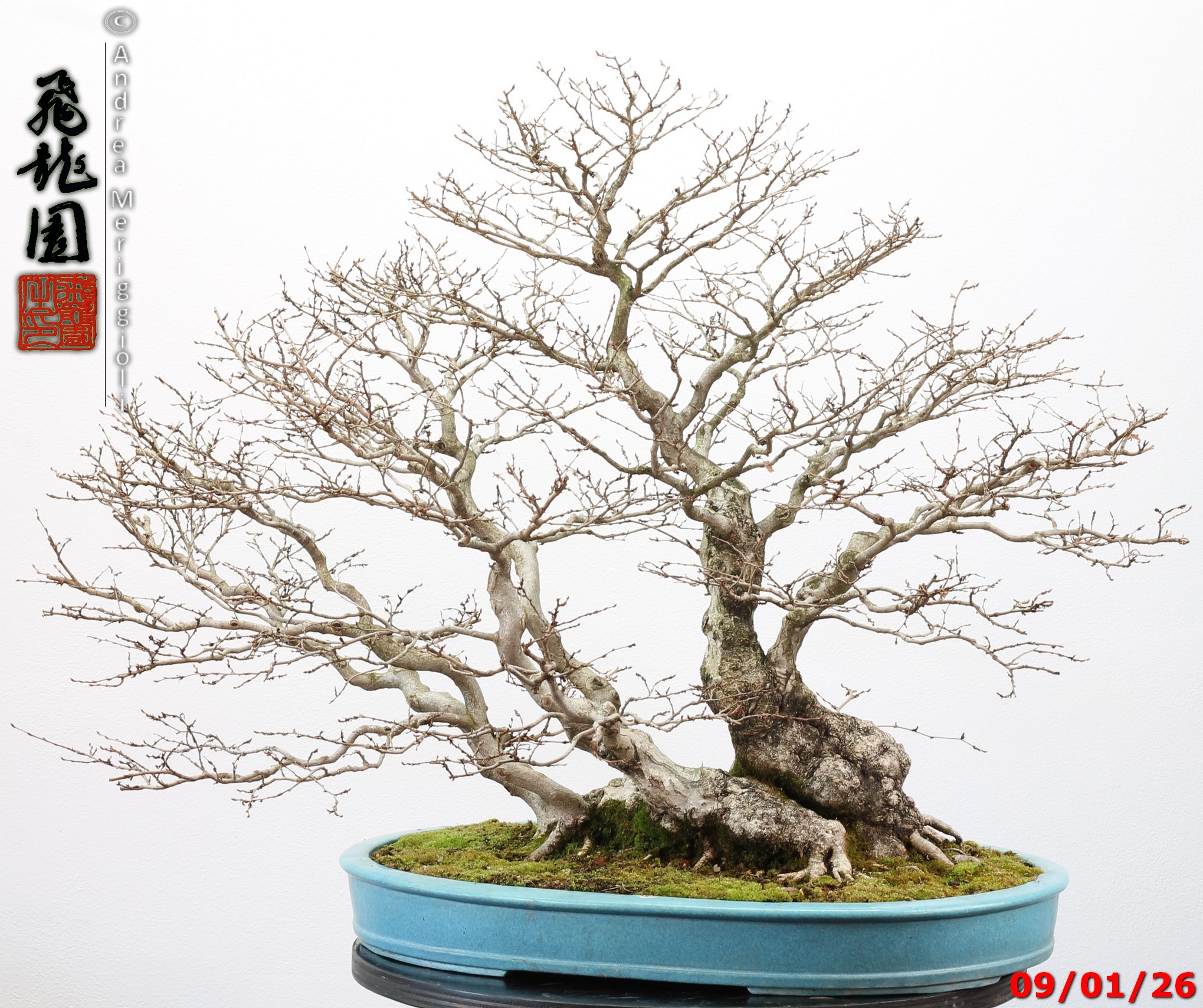 Carpinus turczaninowii - immagine 8