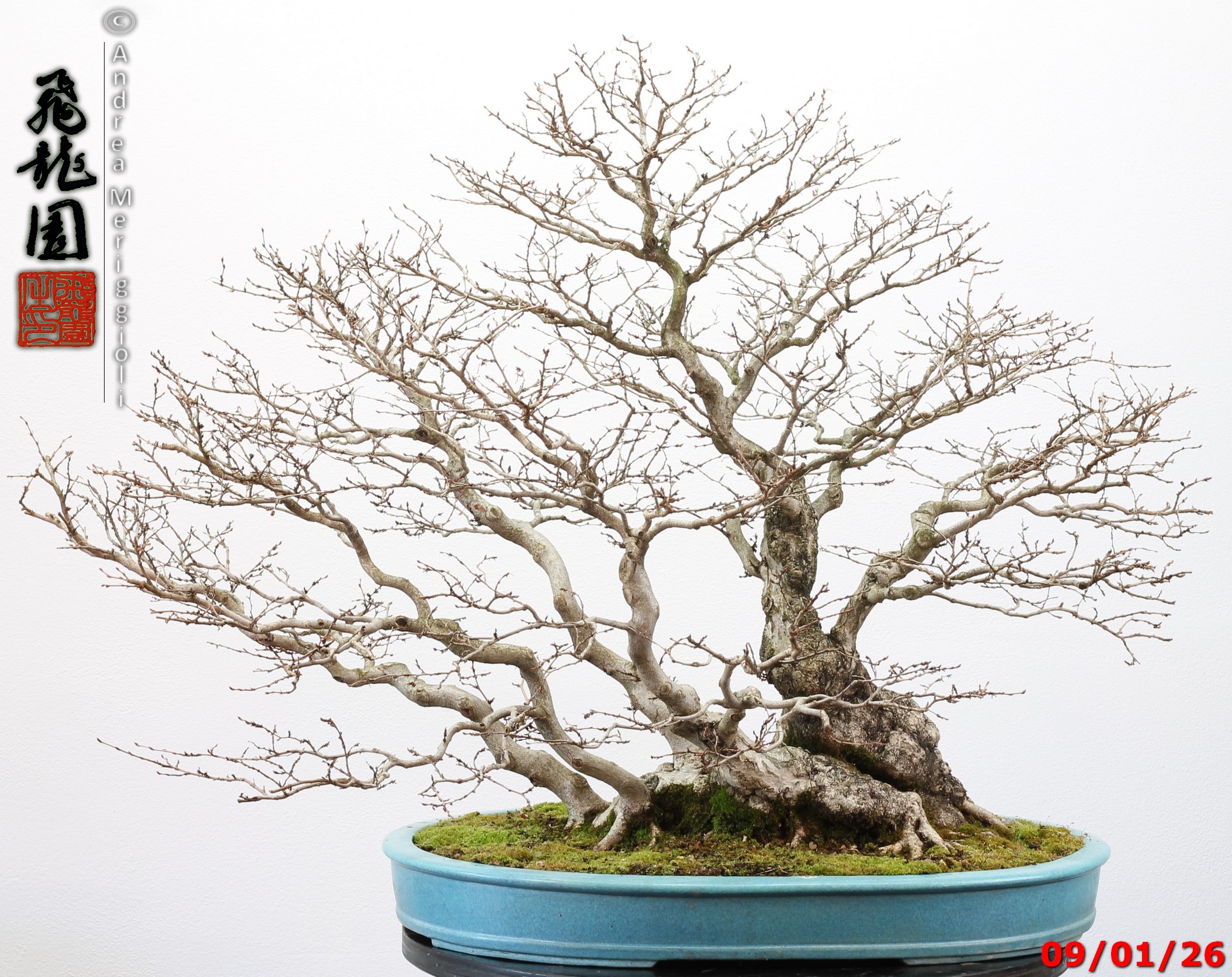 Carpinus turczaninowii - immagine 7