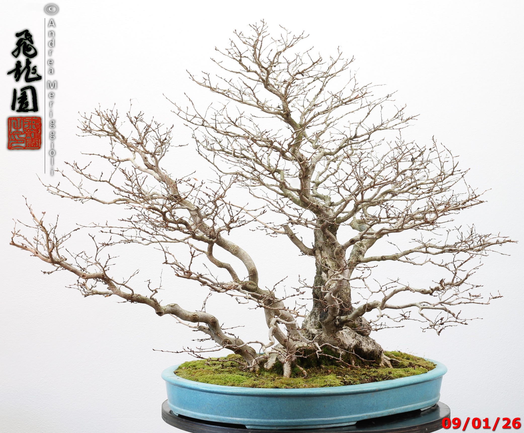 Carpinus turczaninowii - immagine 6