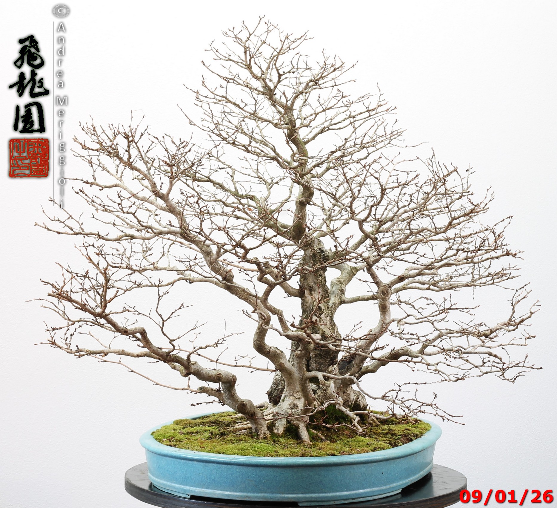 Carpinus turczaninowii - immagine 5