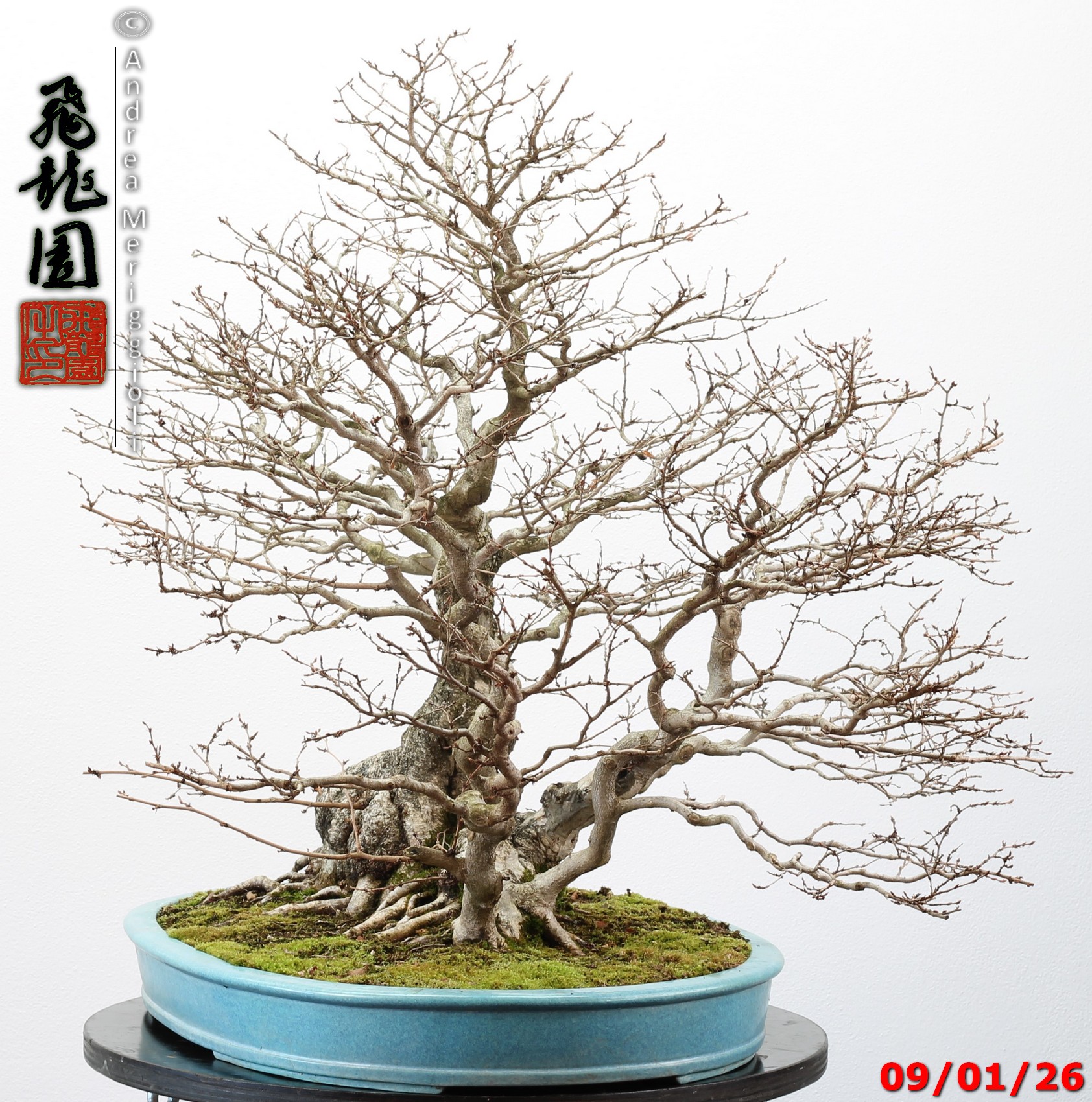 Carpinus turczaninowii - immagine 4