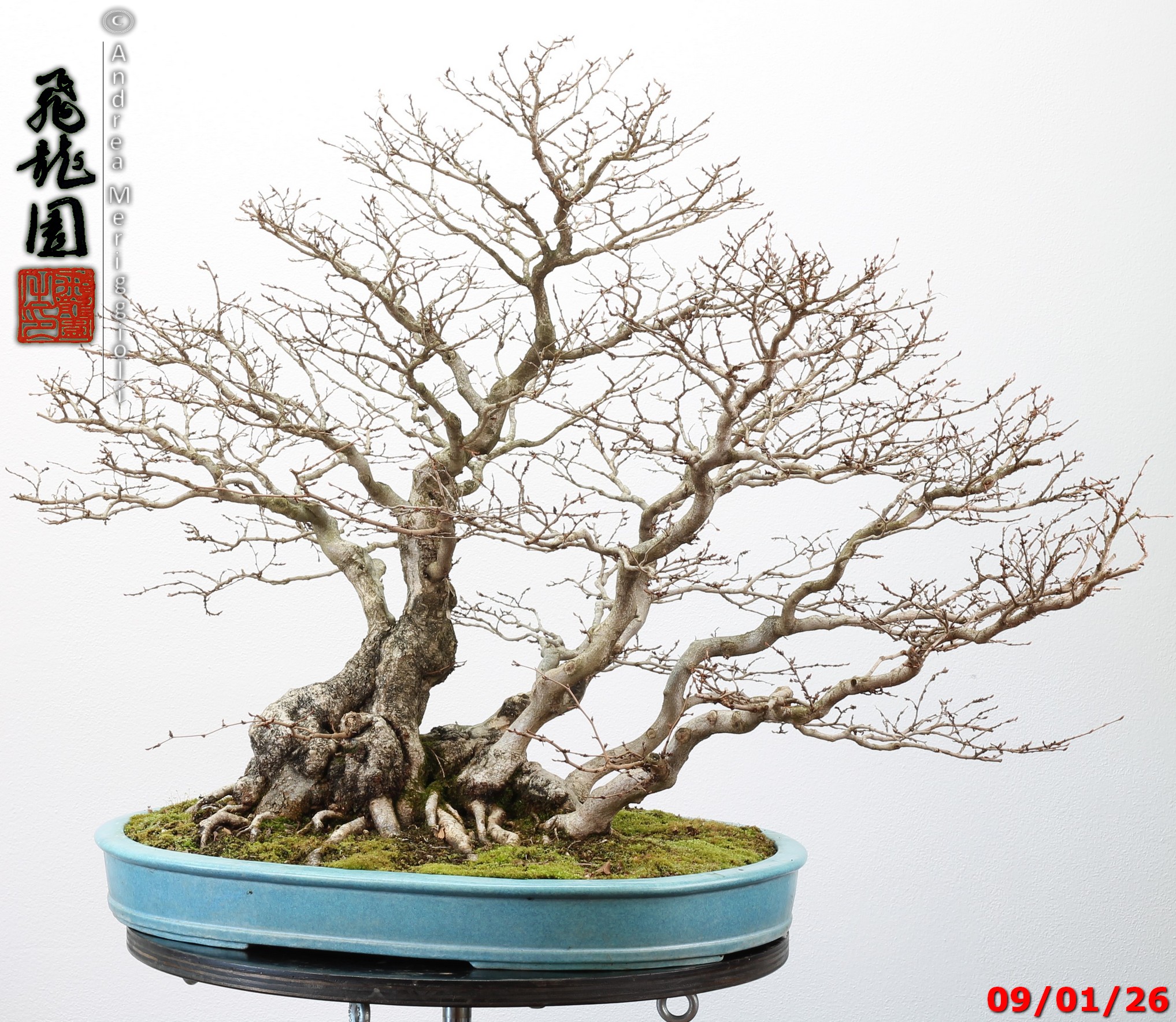 Carpinus turczaninowii - immagine 2