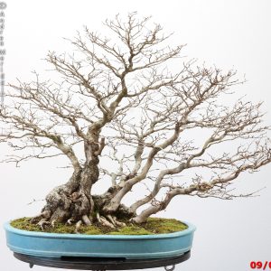 Carpinus turczaninowii