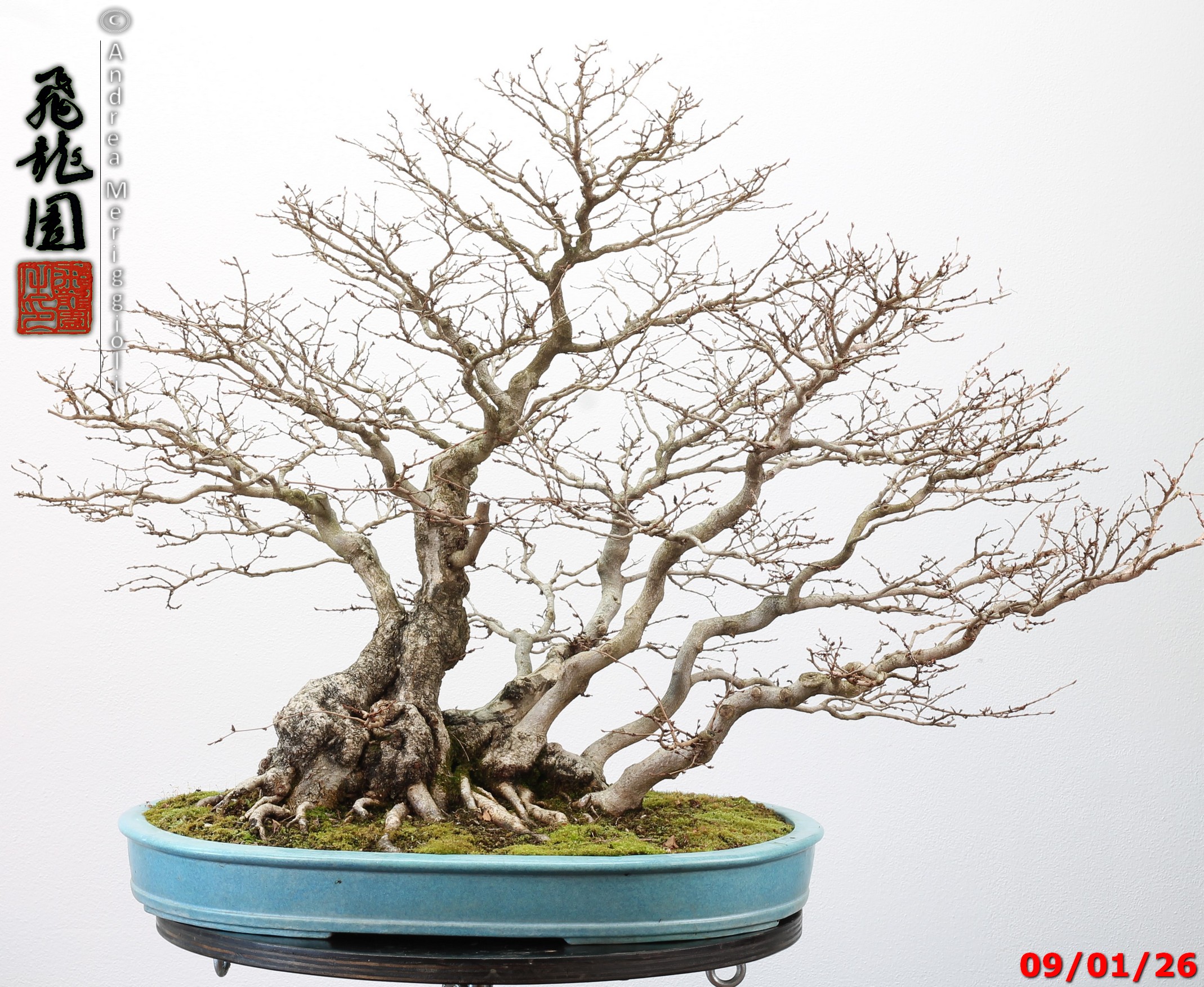 Carpinus turczaninowii