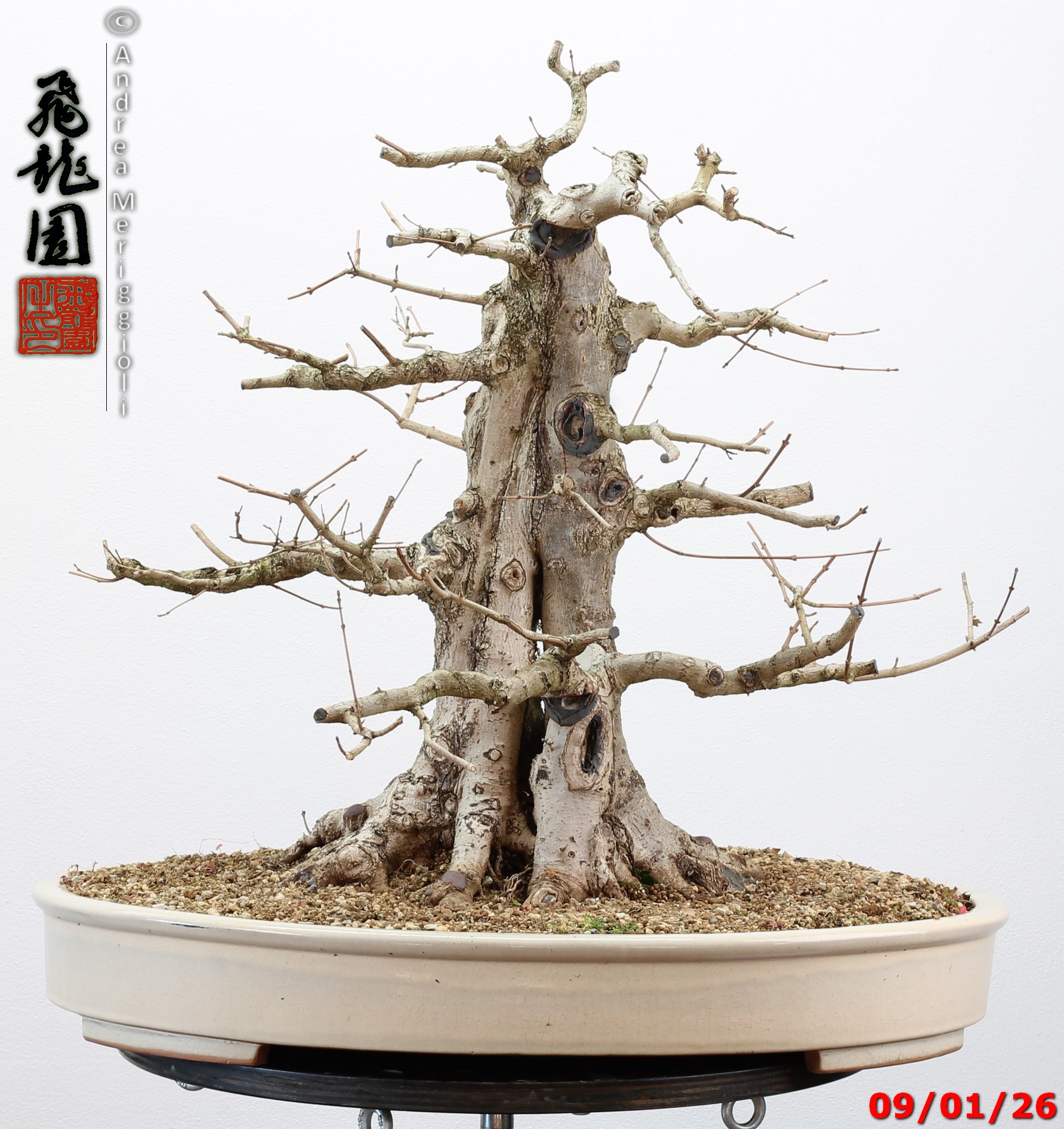 Acer campestre - immagine 9