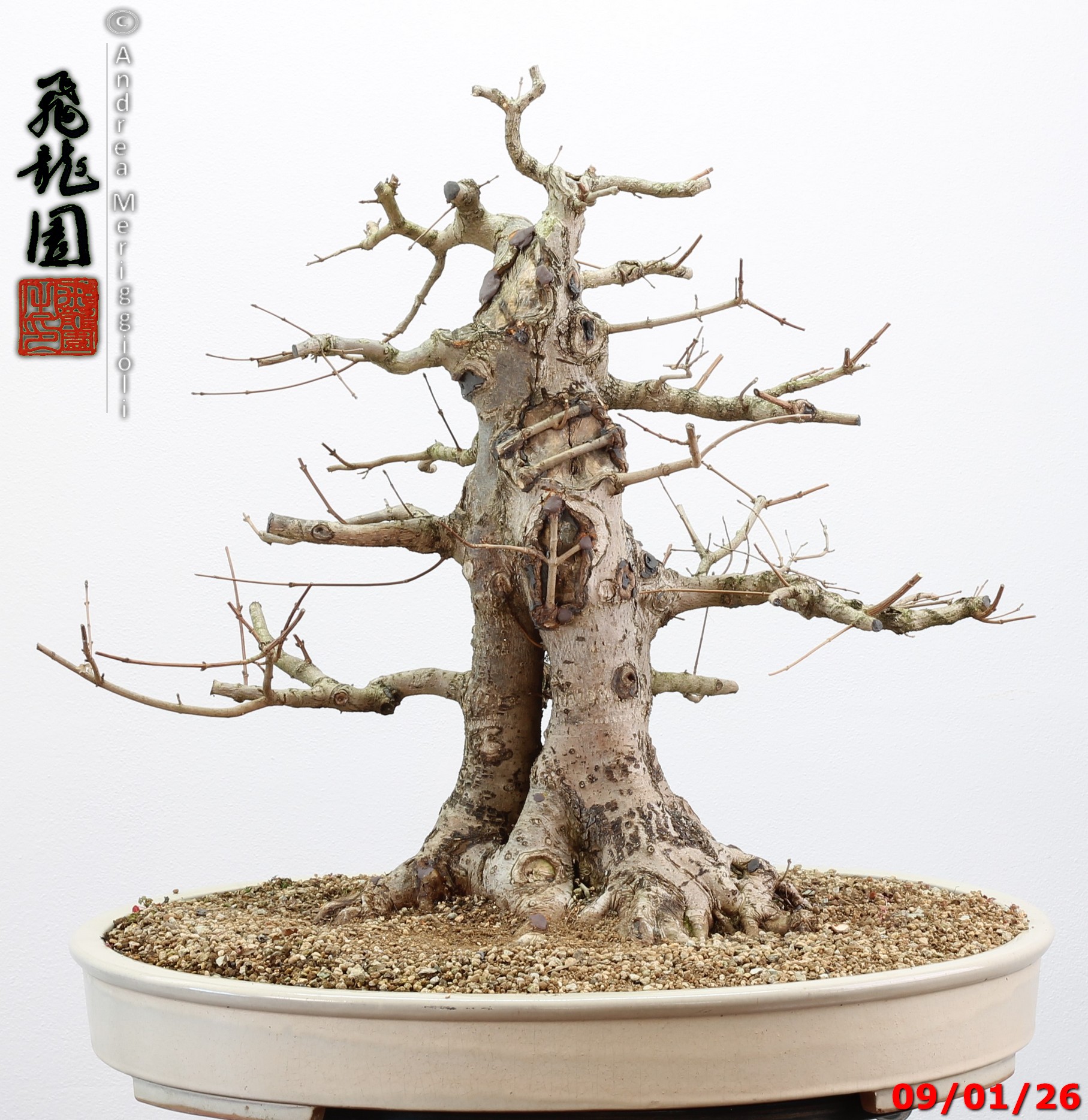 Acer campestre - immagine 10