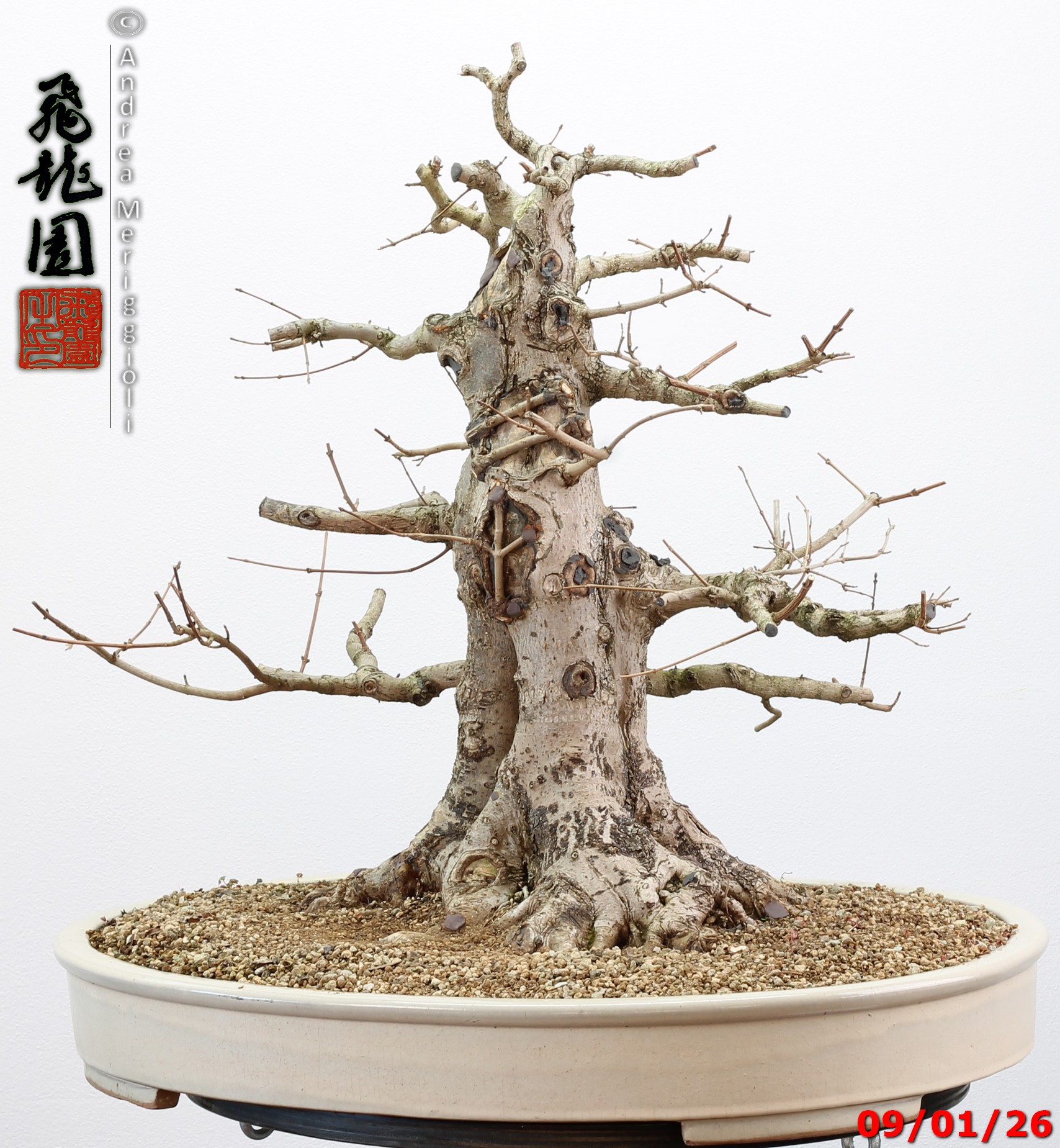 Acer campestre - immagine 11