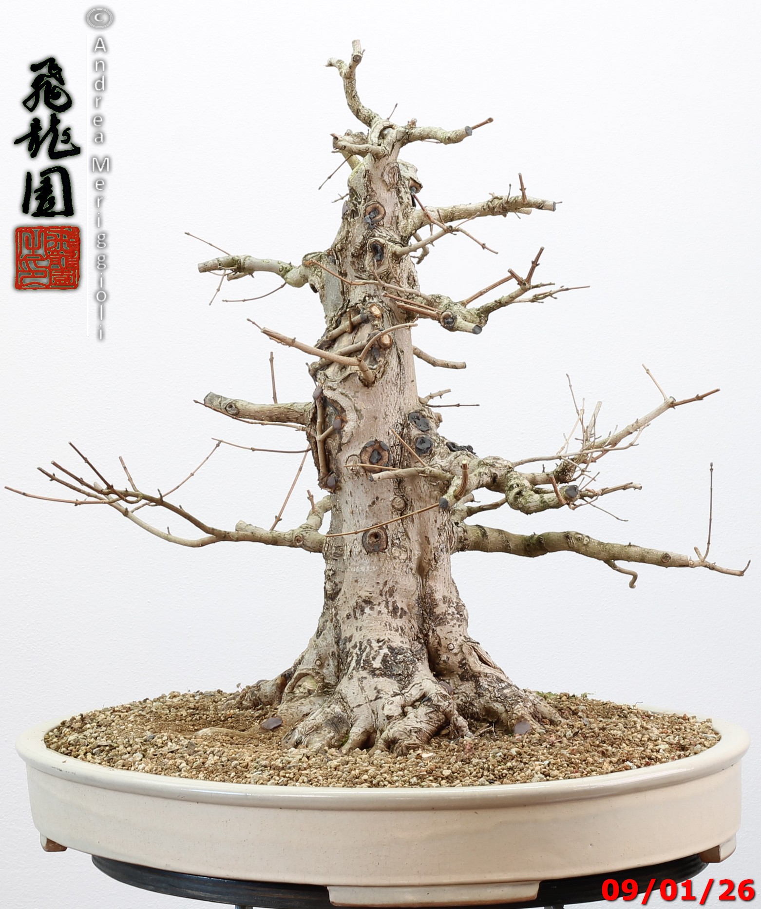 Acer campestre - immagine 12