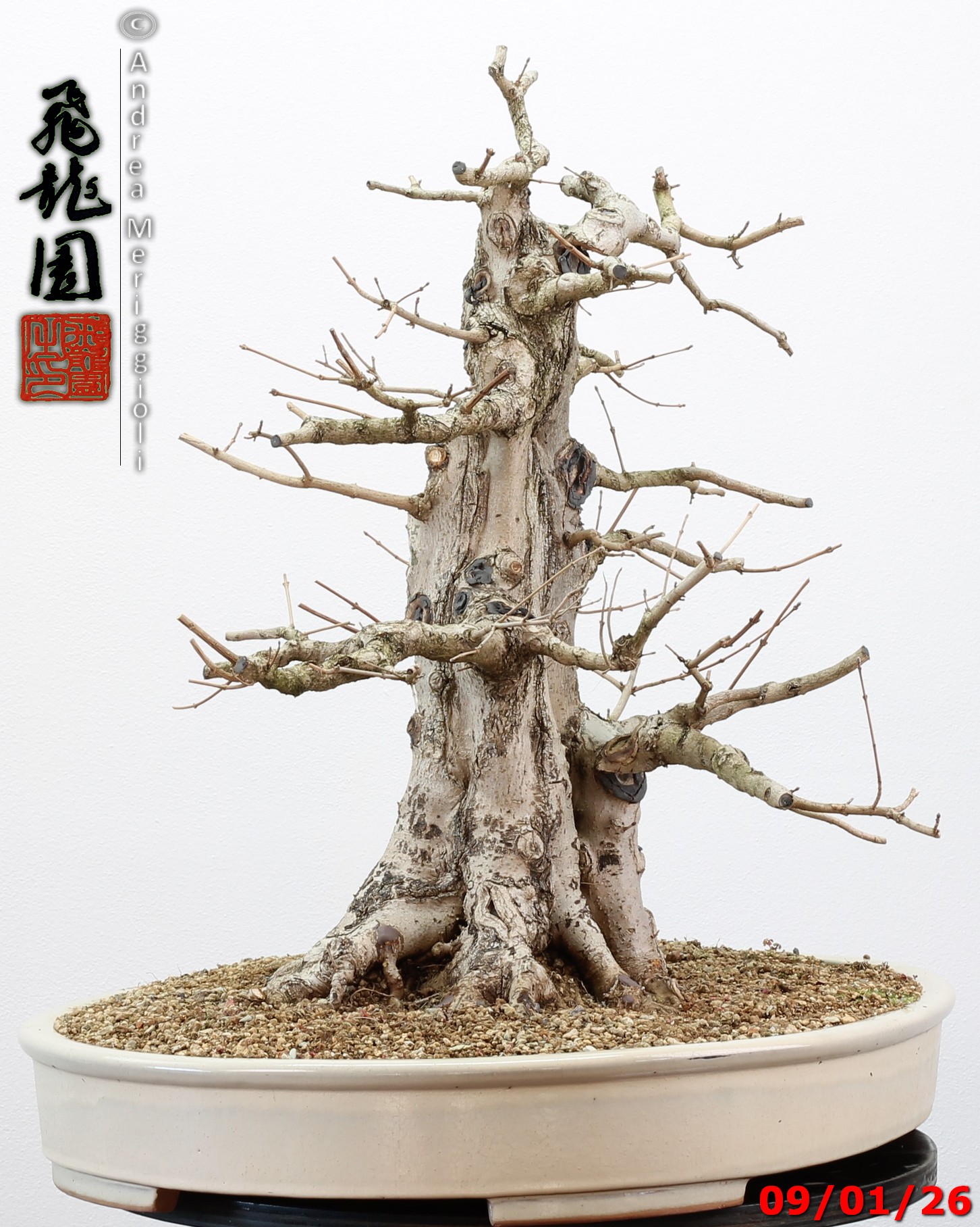 Acer campestre - immagine 8