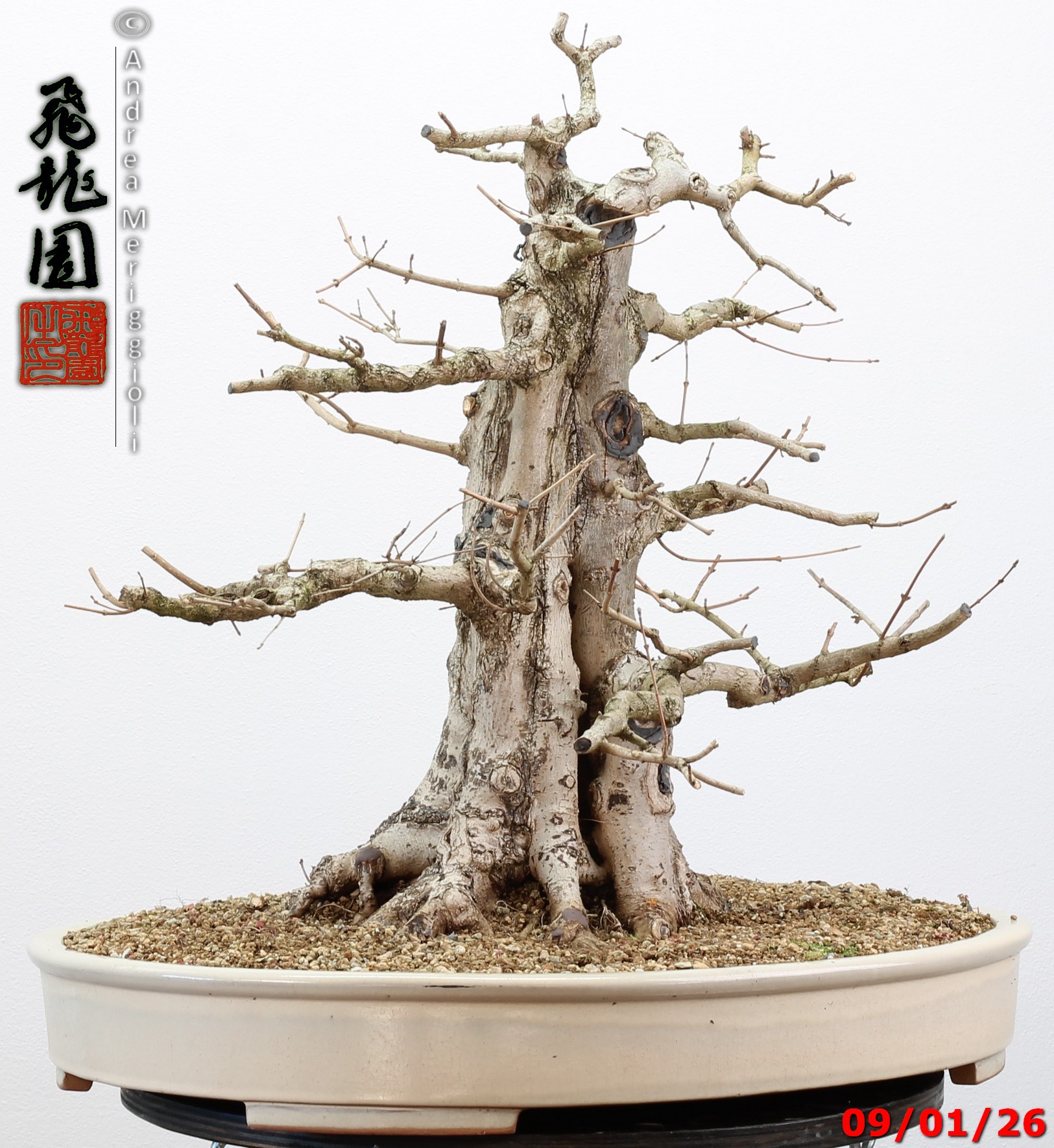 Acer campestre - immagine 7