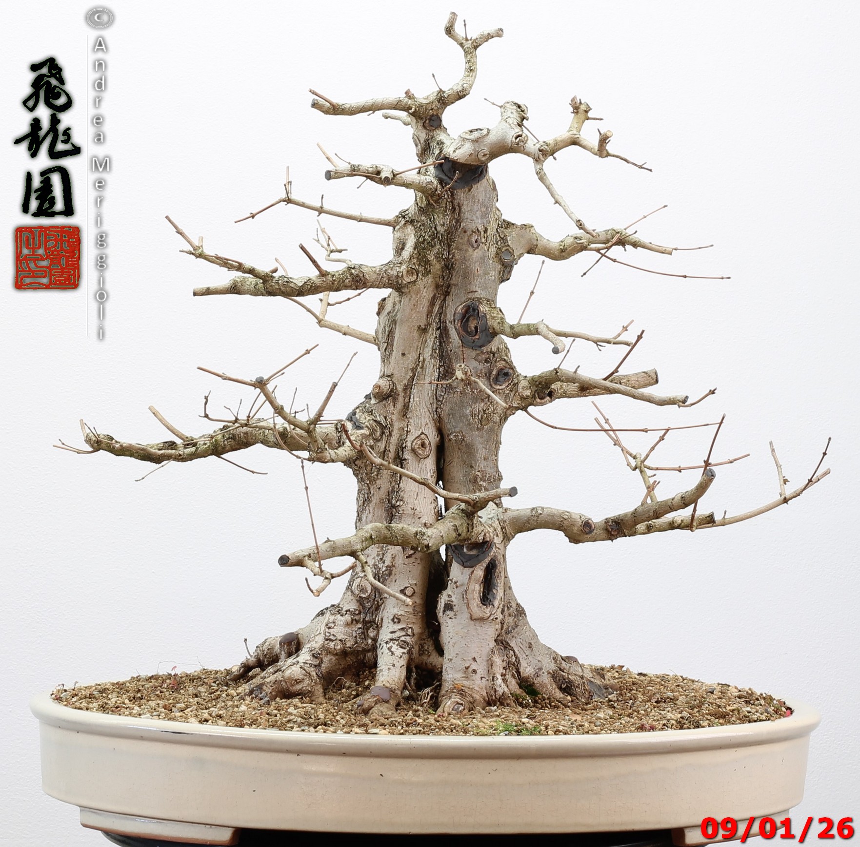 Acer campestre - immagine 6