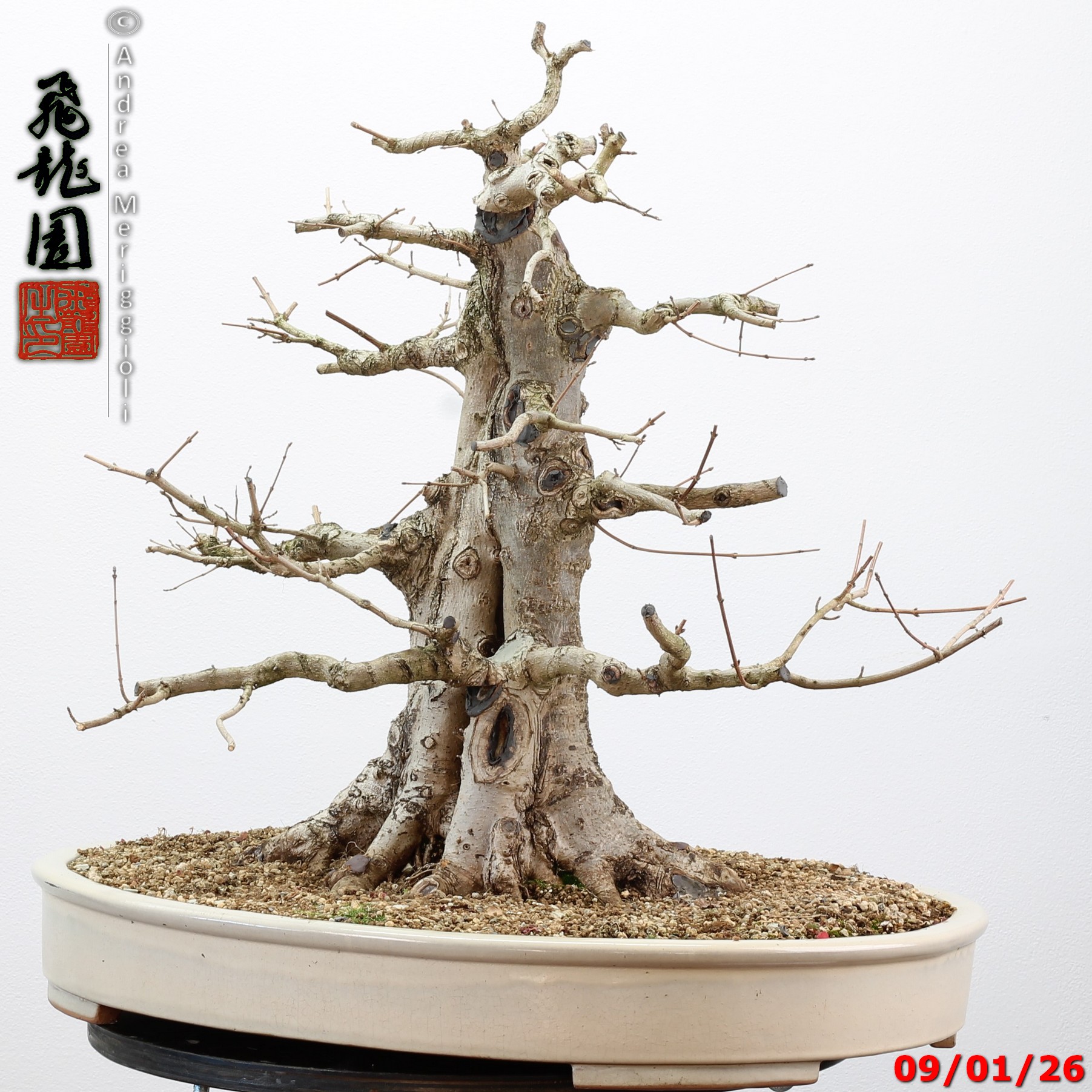 Acer campestre - immagine 5