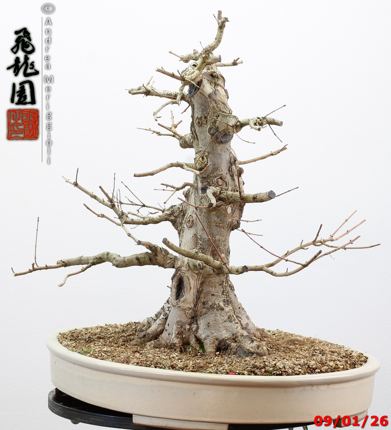 Acer campestre - immagine 4