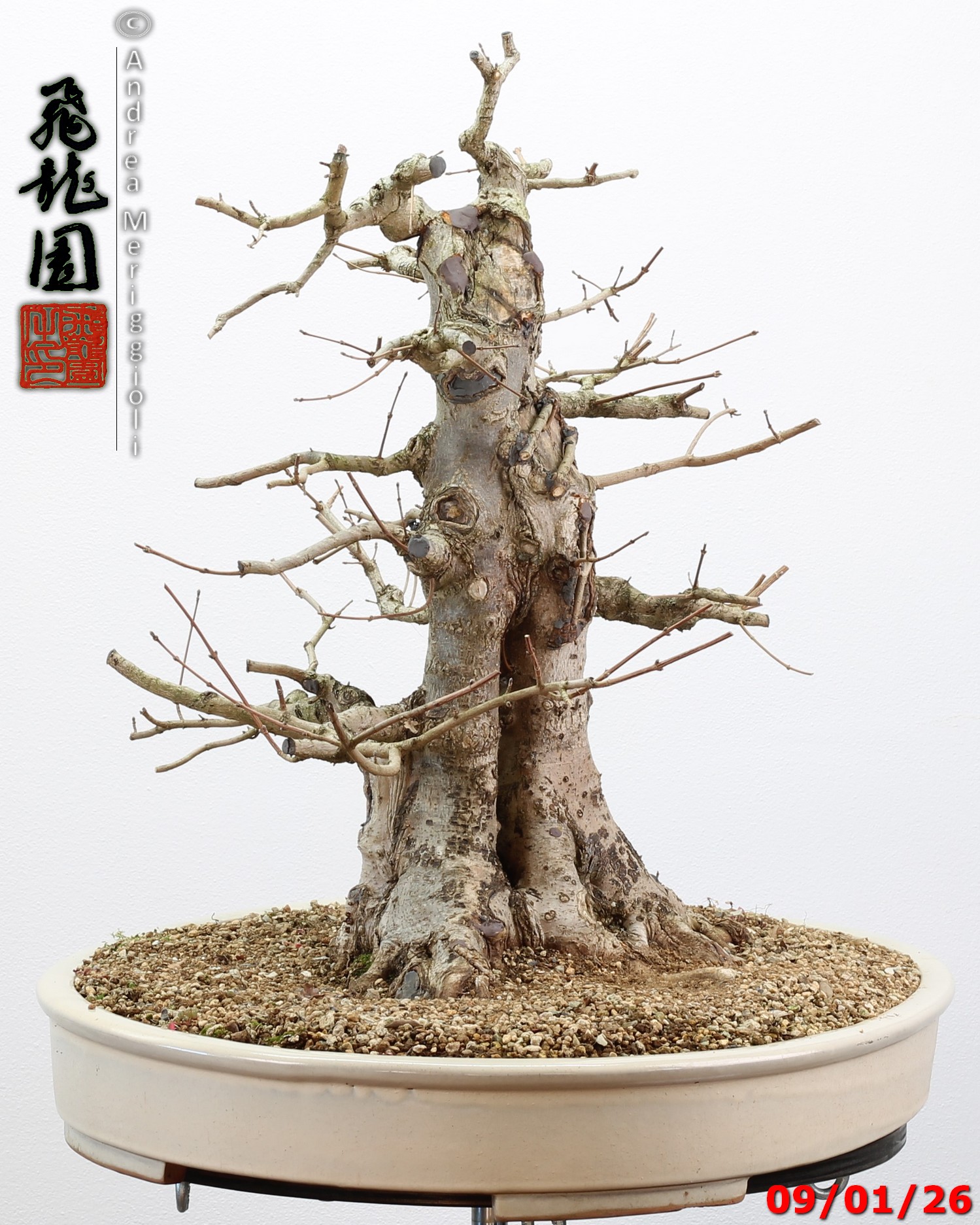 Acer campestre - immagine 3