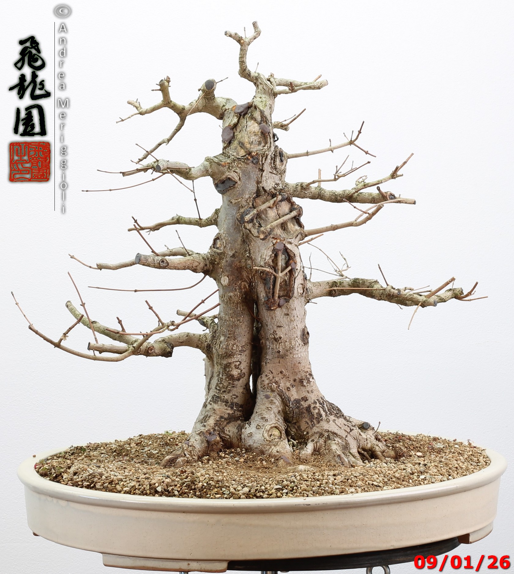 Acer campestre - immagine 2