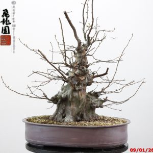 Pseudocydonia sinensis