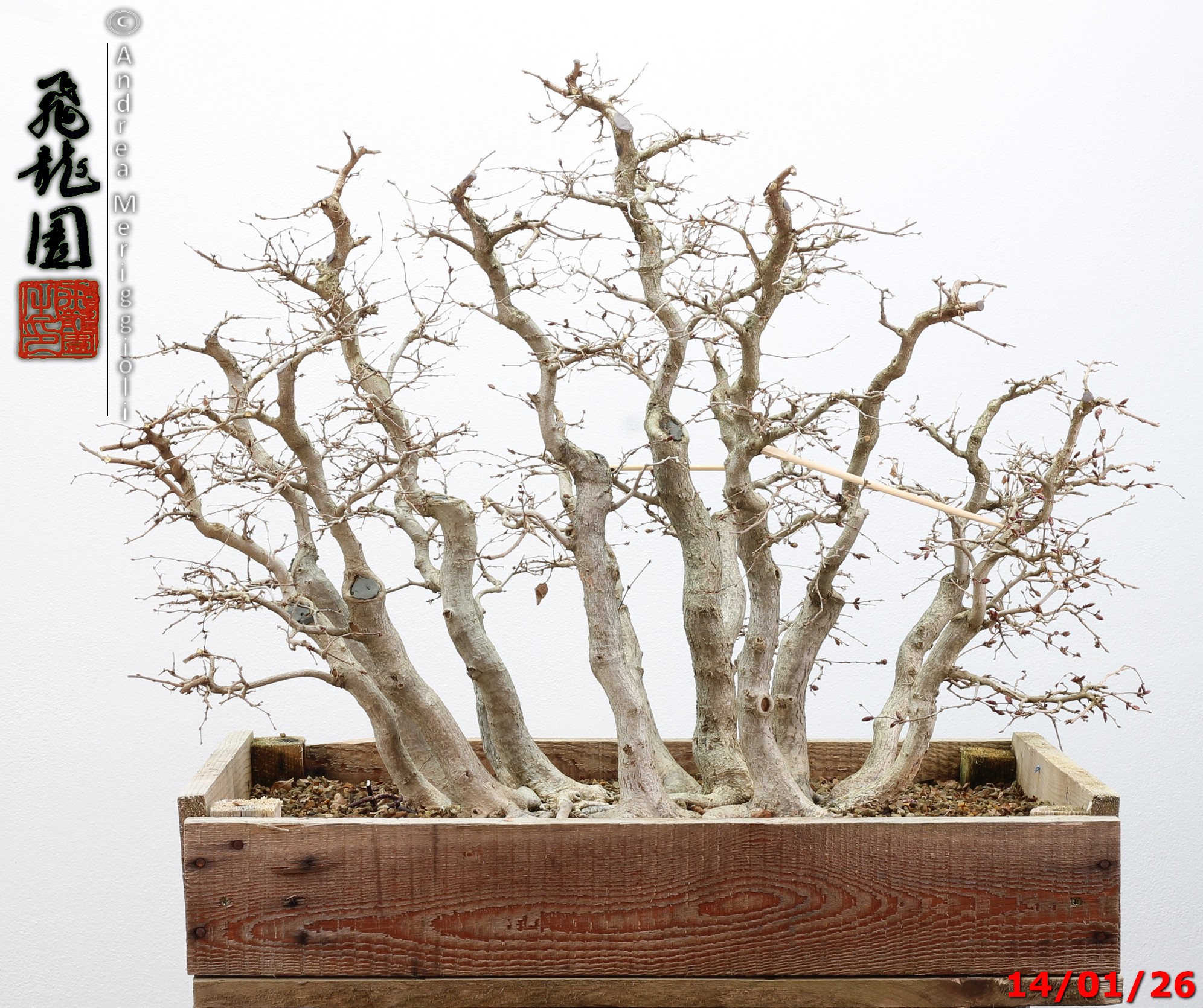 Carpinus turczaninowii - immagine 9