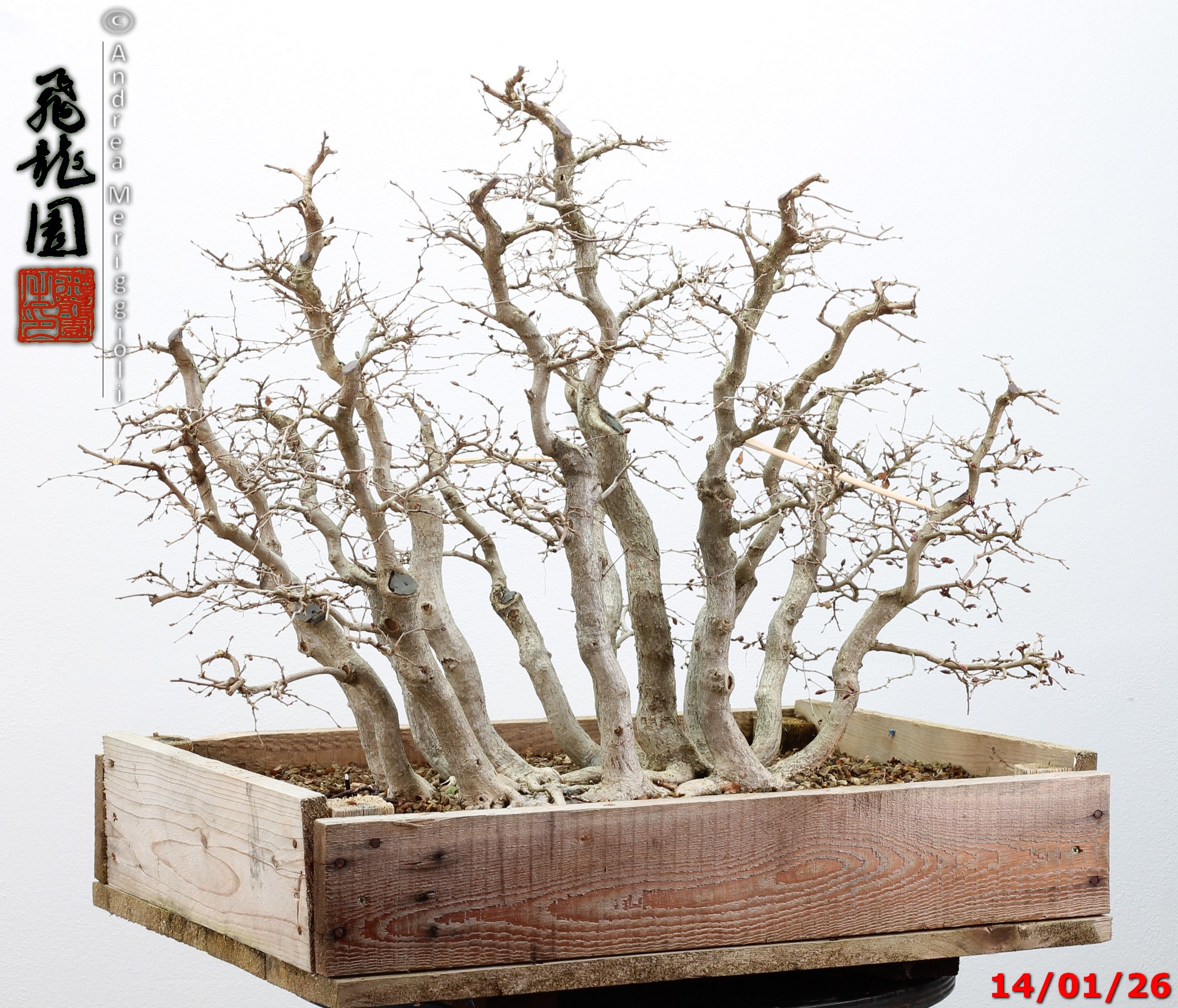 Carpinus turczaninowii - immagine 8