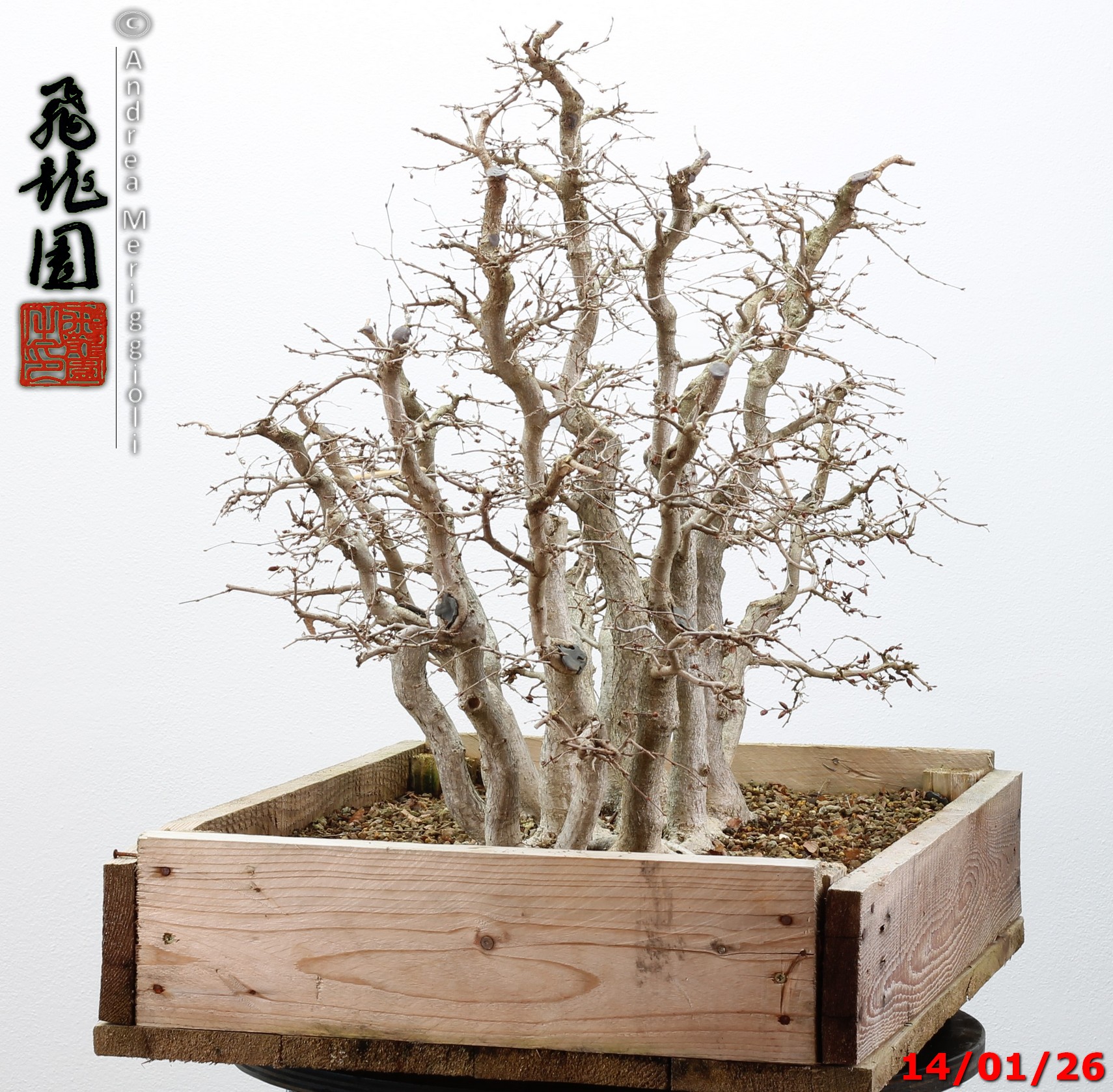 Carpinus turczaninowii - immagine 7