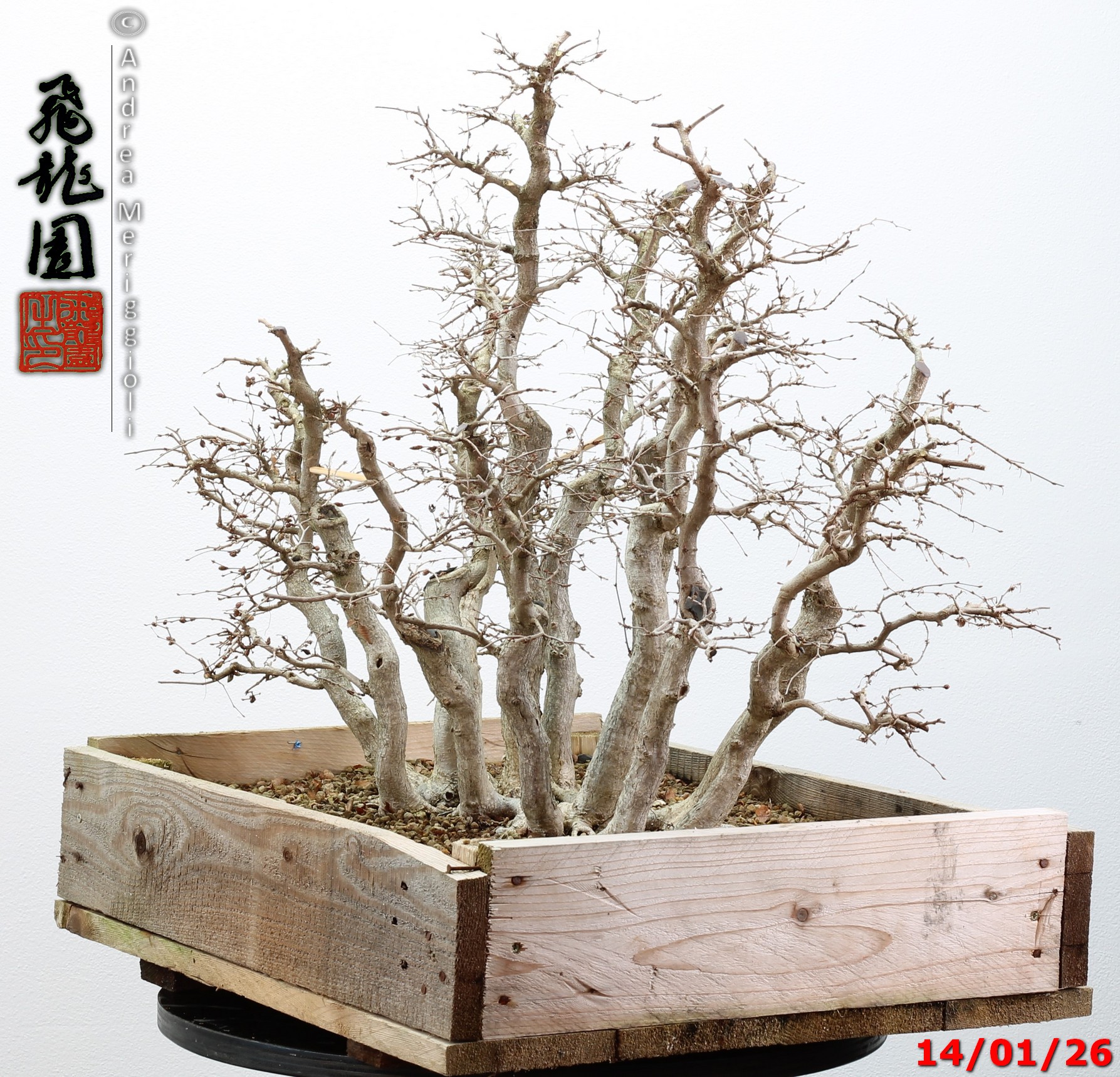 Carpinus turczaninowii - immagine 5