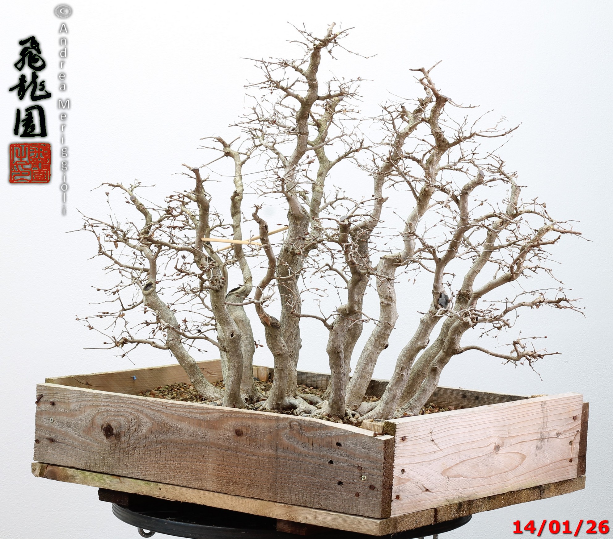 Carpinus turczaninowii - immagine 4