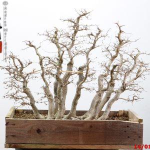 Carpinus turczaninowii