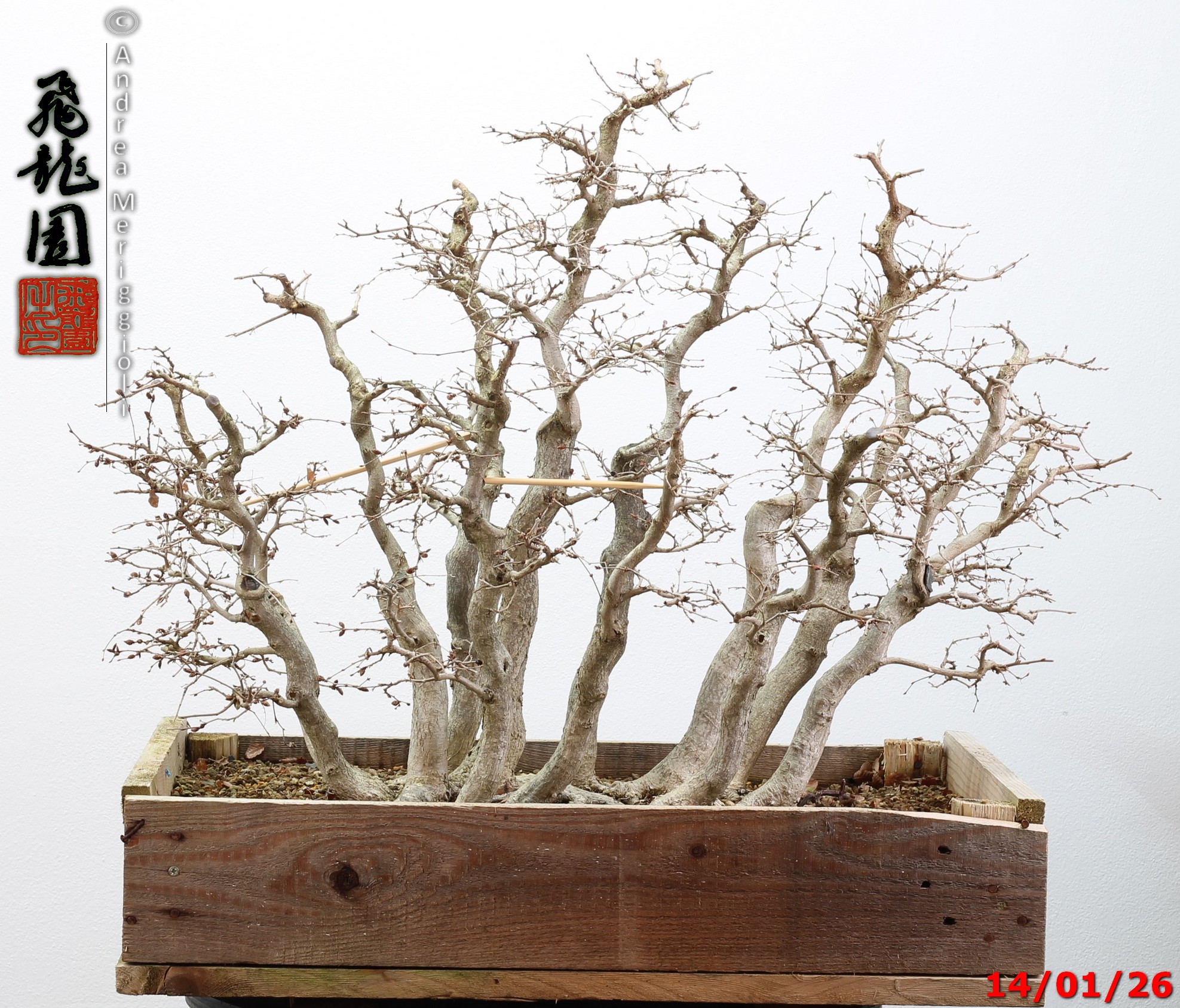 Carpinus turczaninowii