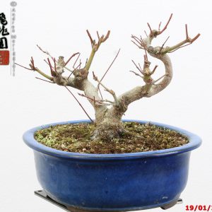 Acer palmatum shohin