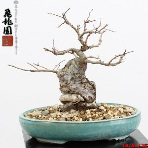 Ulmus parvifolia shohin