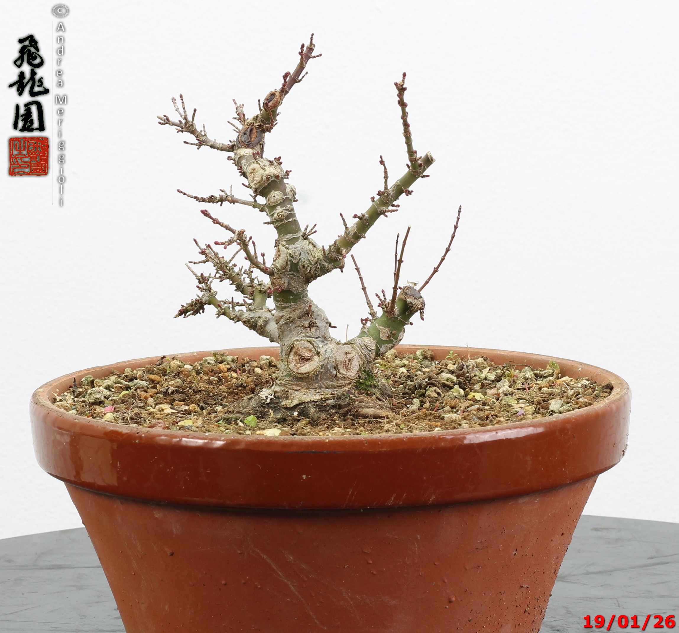 Acer palmatum kotohime shohin - immagine 12