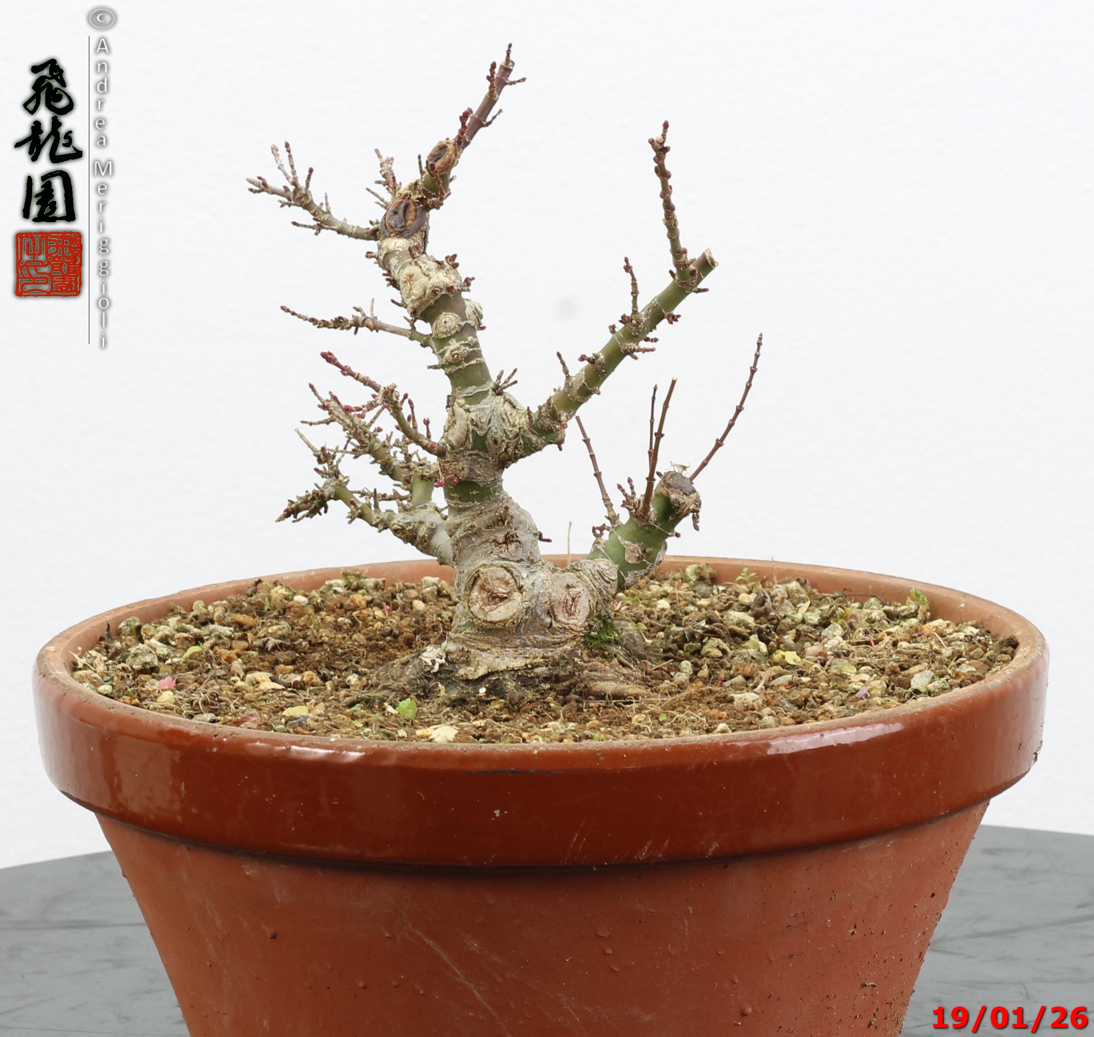 Acer palmatum kotohime shohin - immagine 11