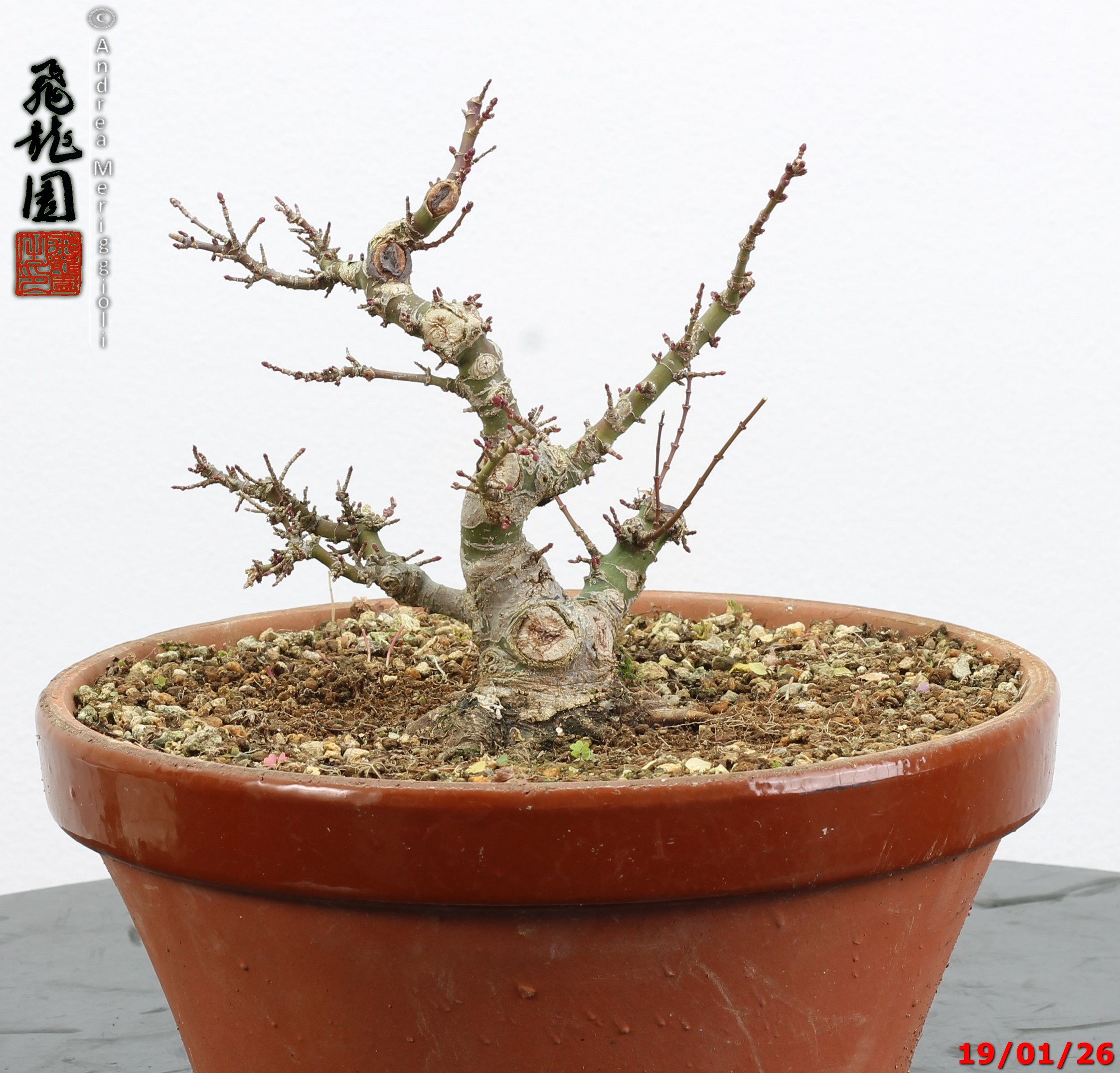 Acer palmatum kotohime shohin - immagine 10