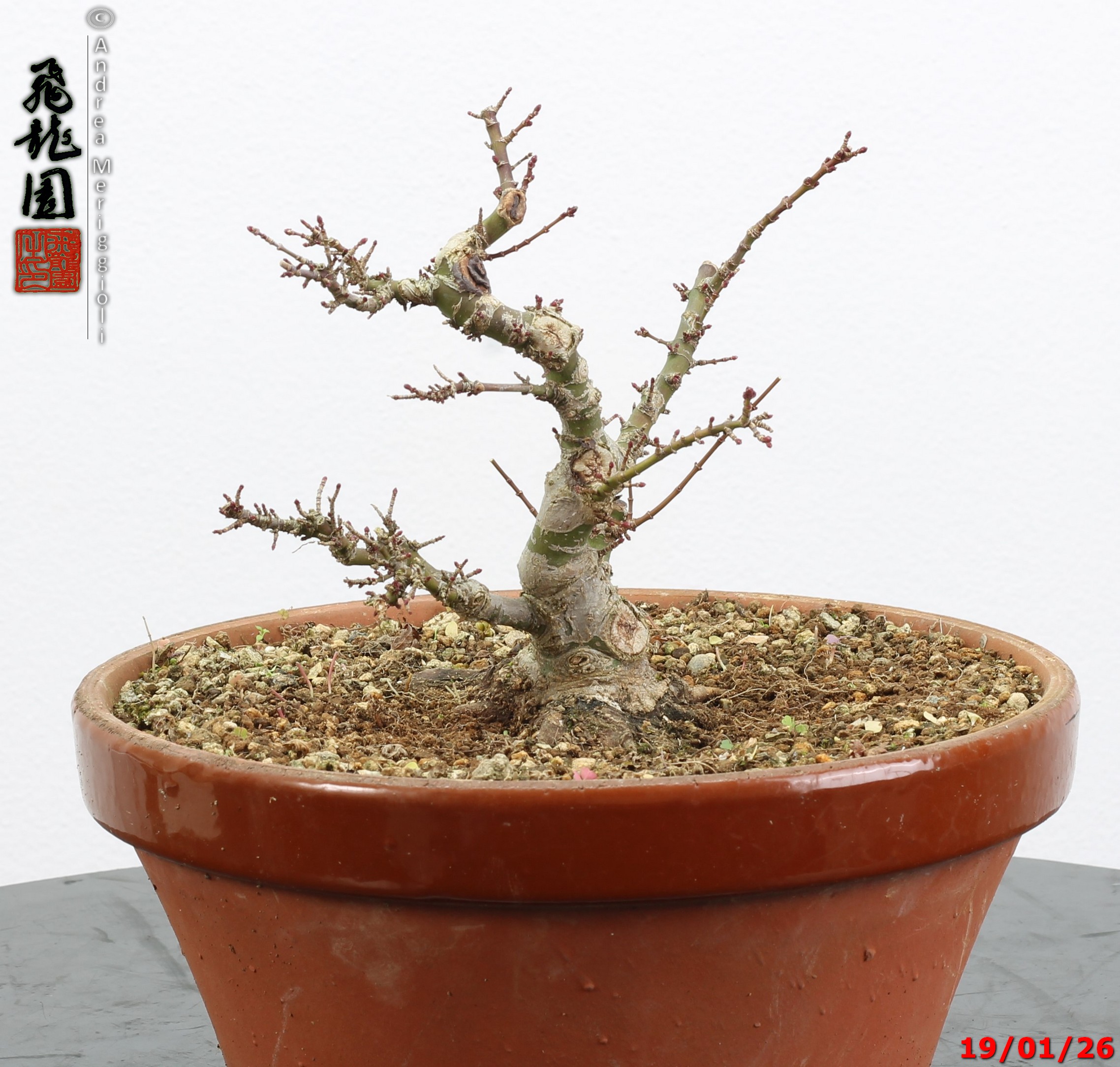 Acer palmatum kotohime shohin - immagine 9