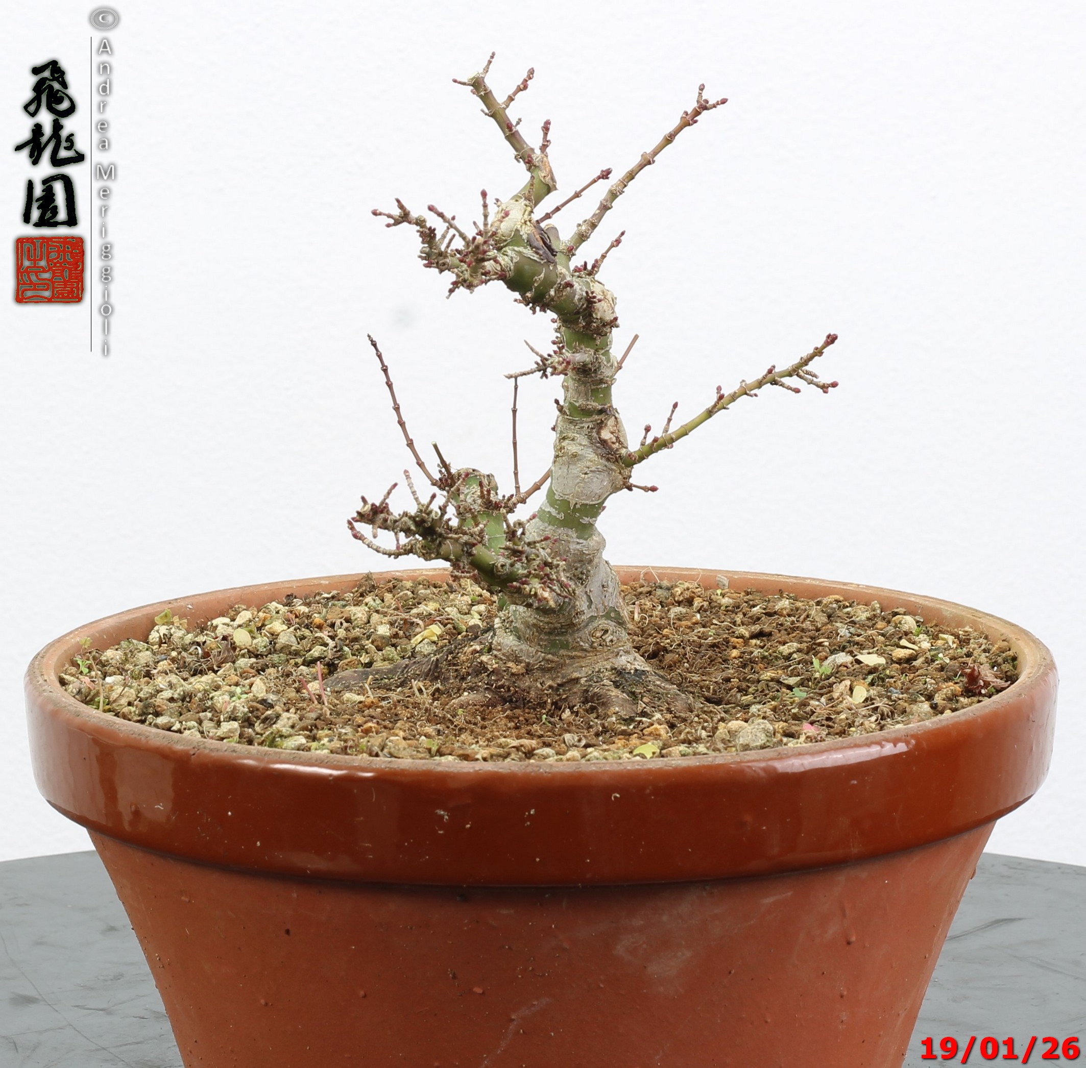 Acer palmatum kotohime shohin - immagine 8