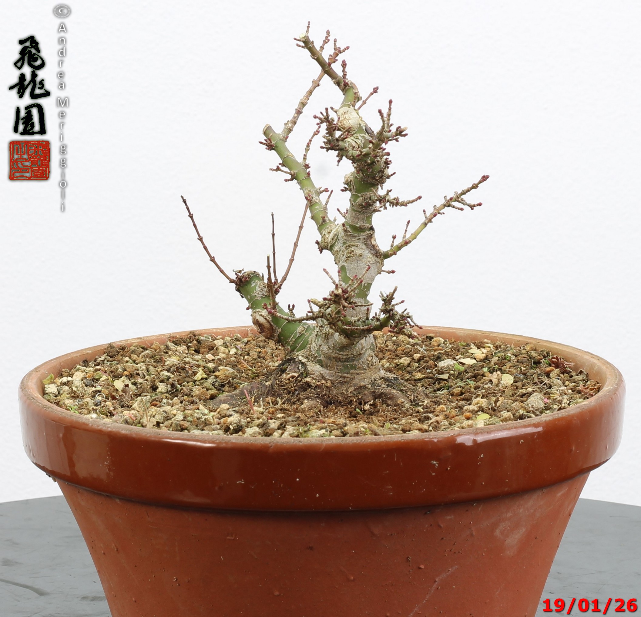 Acer palmatum kotohime shohin - immagine 7