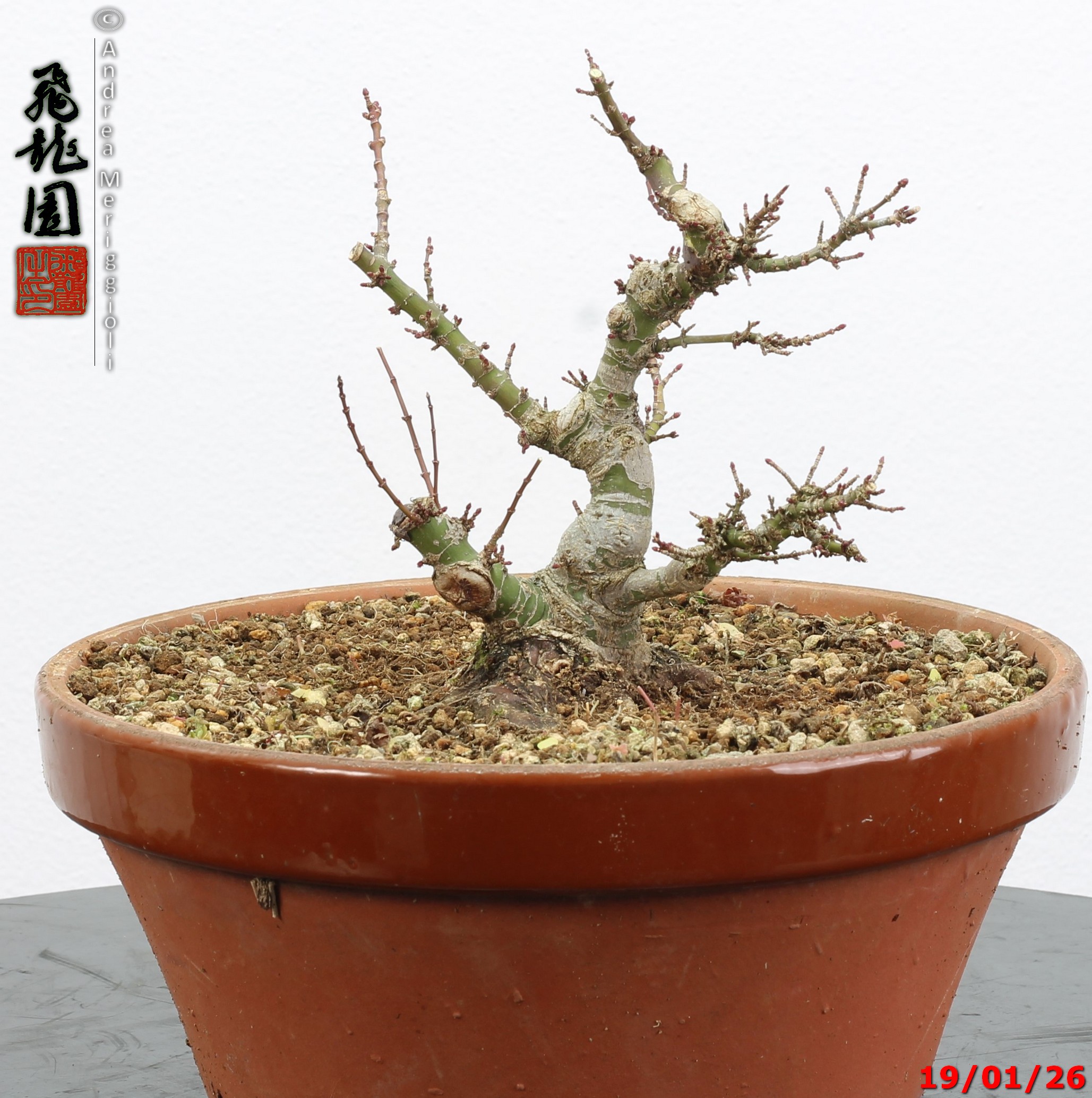 Acer palmatum kotohime shohin - immagine 6