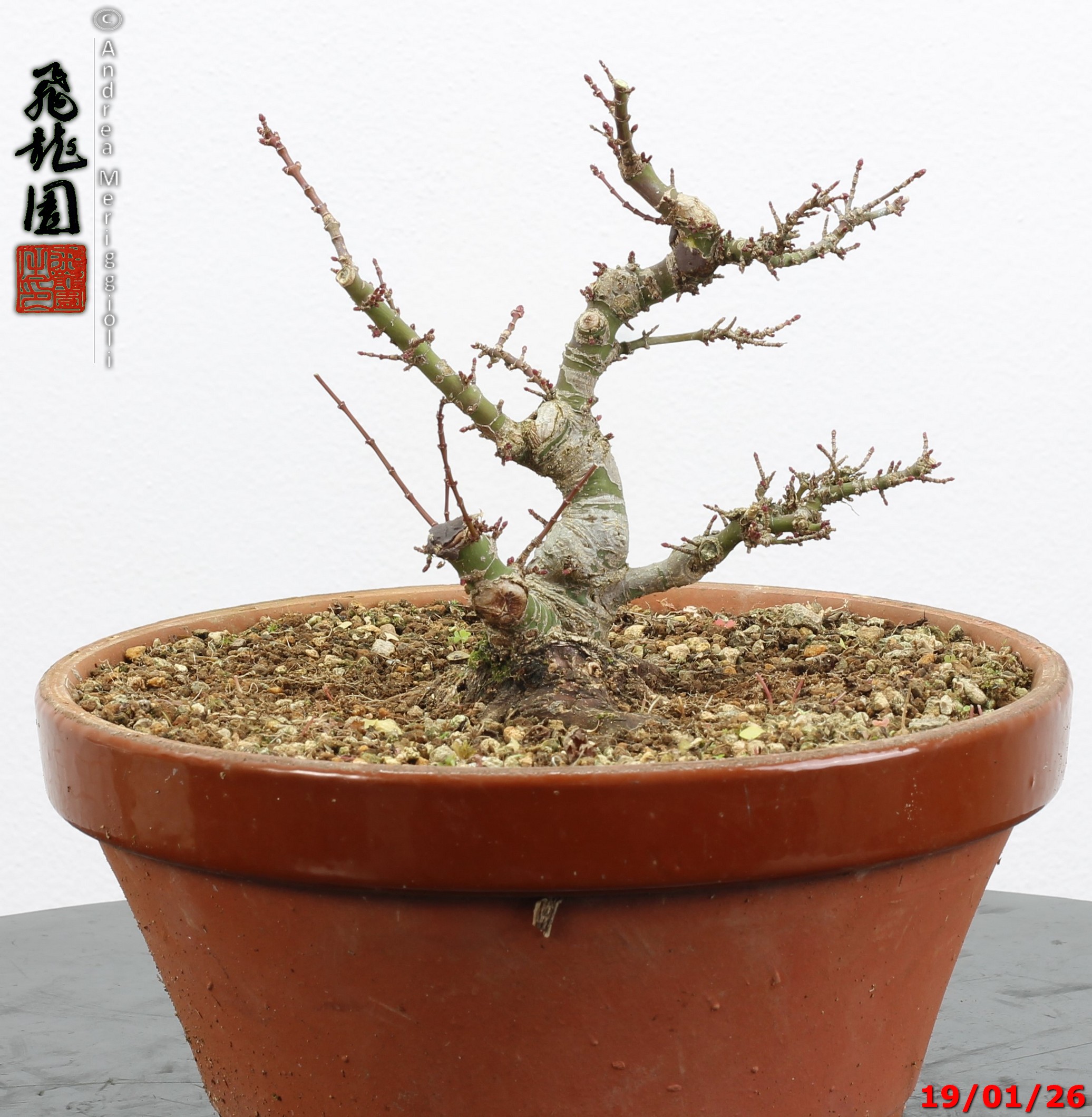 Acer palmatum kotohime shohin - immagine 5