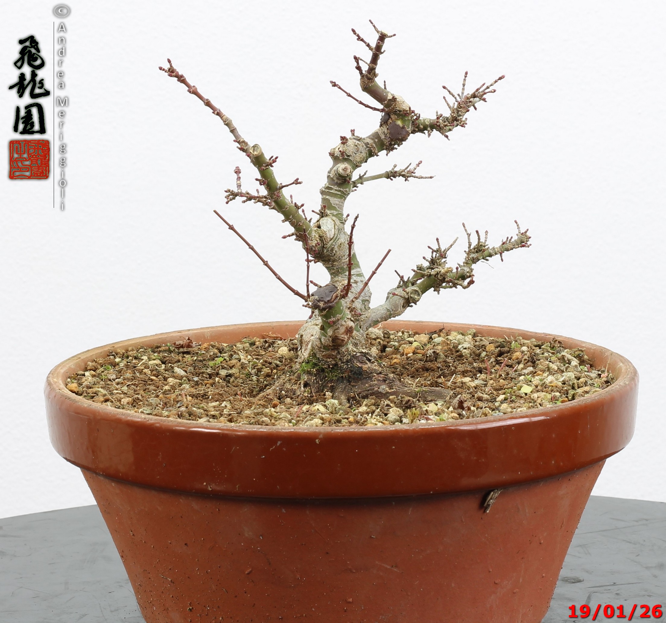 Acer palmatum kotohime shohin - immagine 4