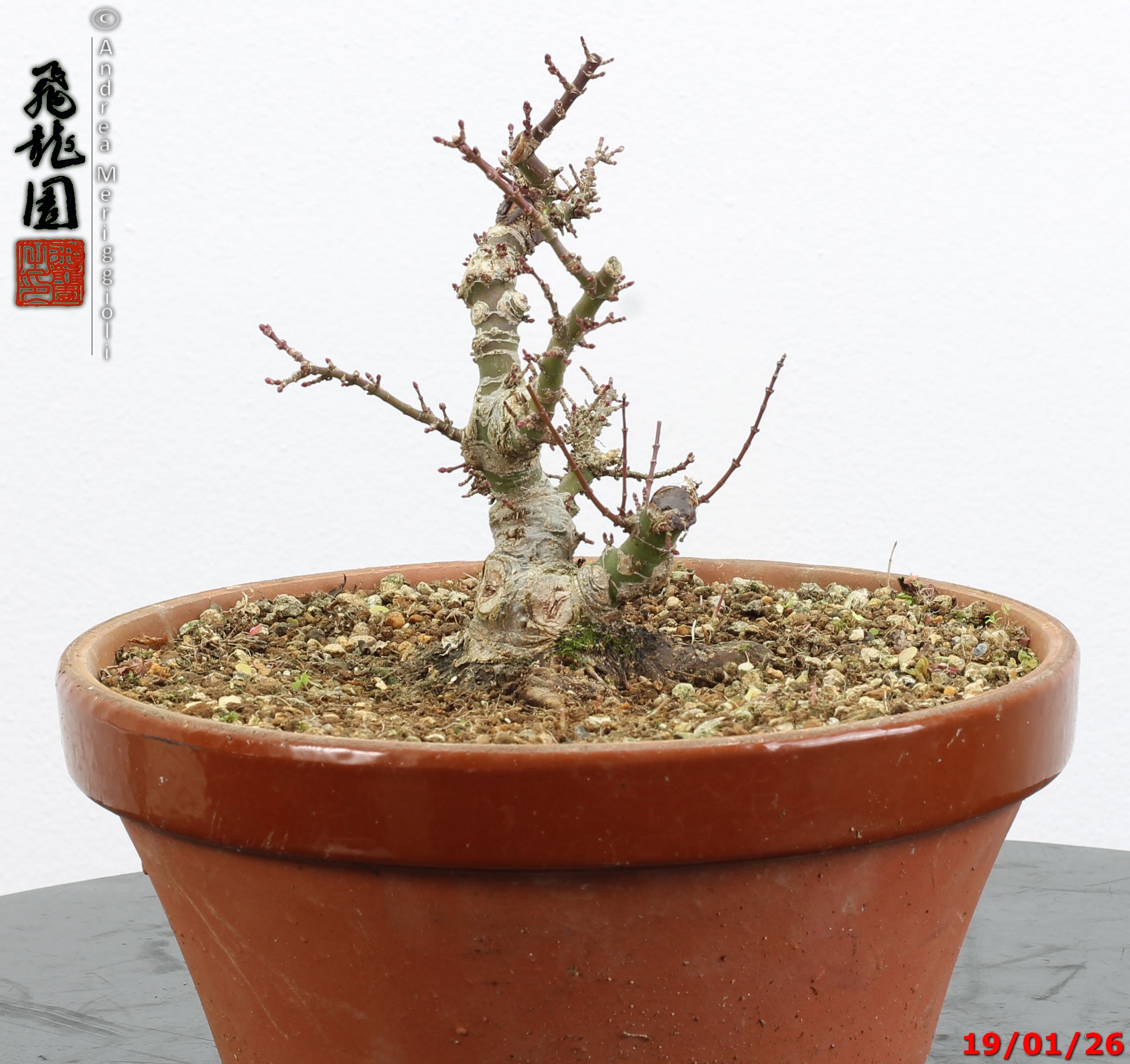 Acer palmatum kotohime shohin - immagine 3