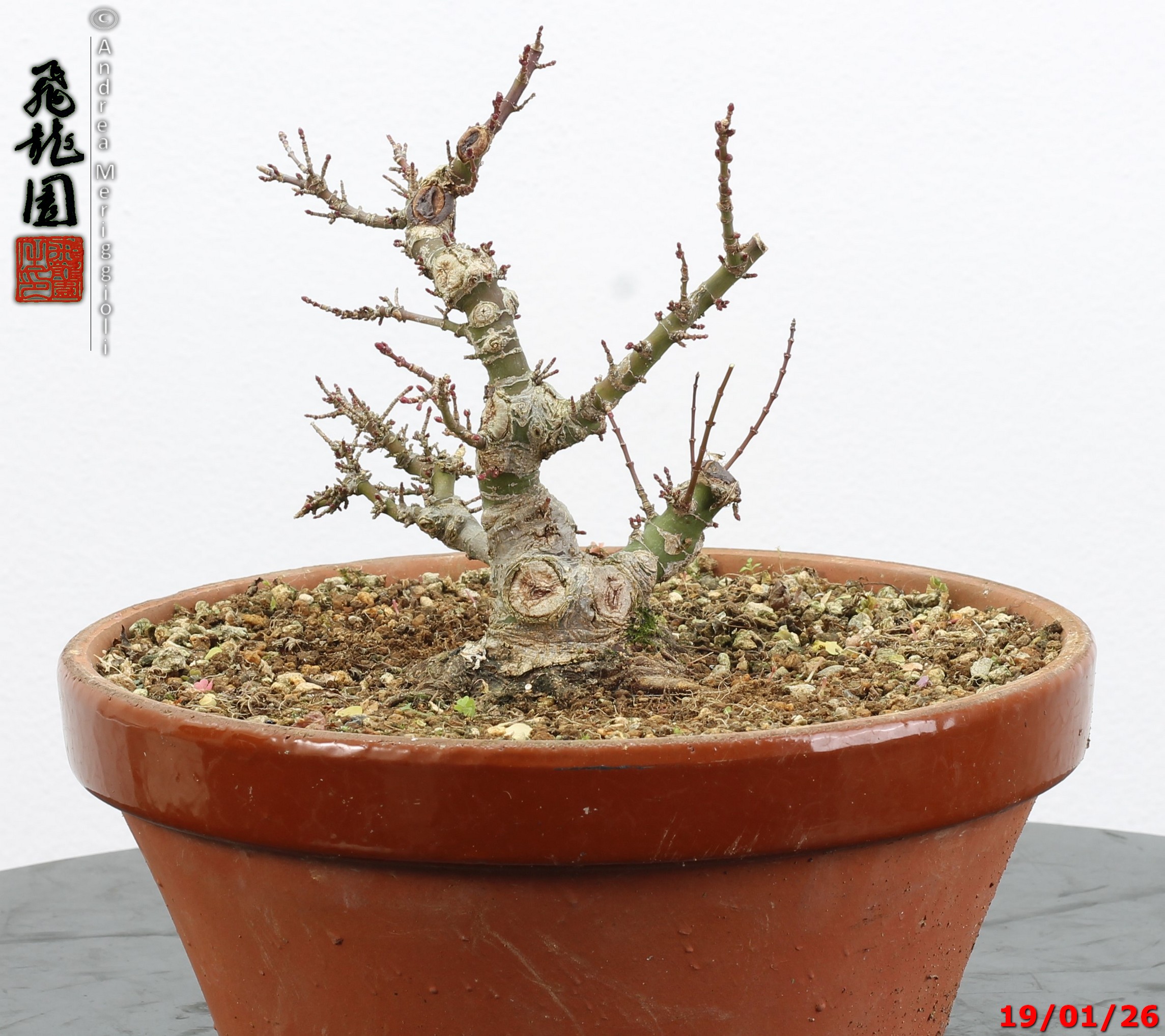 Acer palmatum kotohime shohin - immagine 2