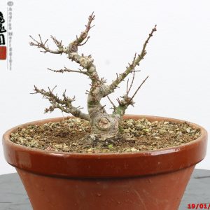 Acer palmatum kotohime shohin
