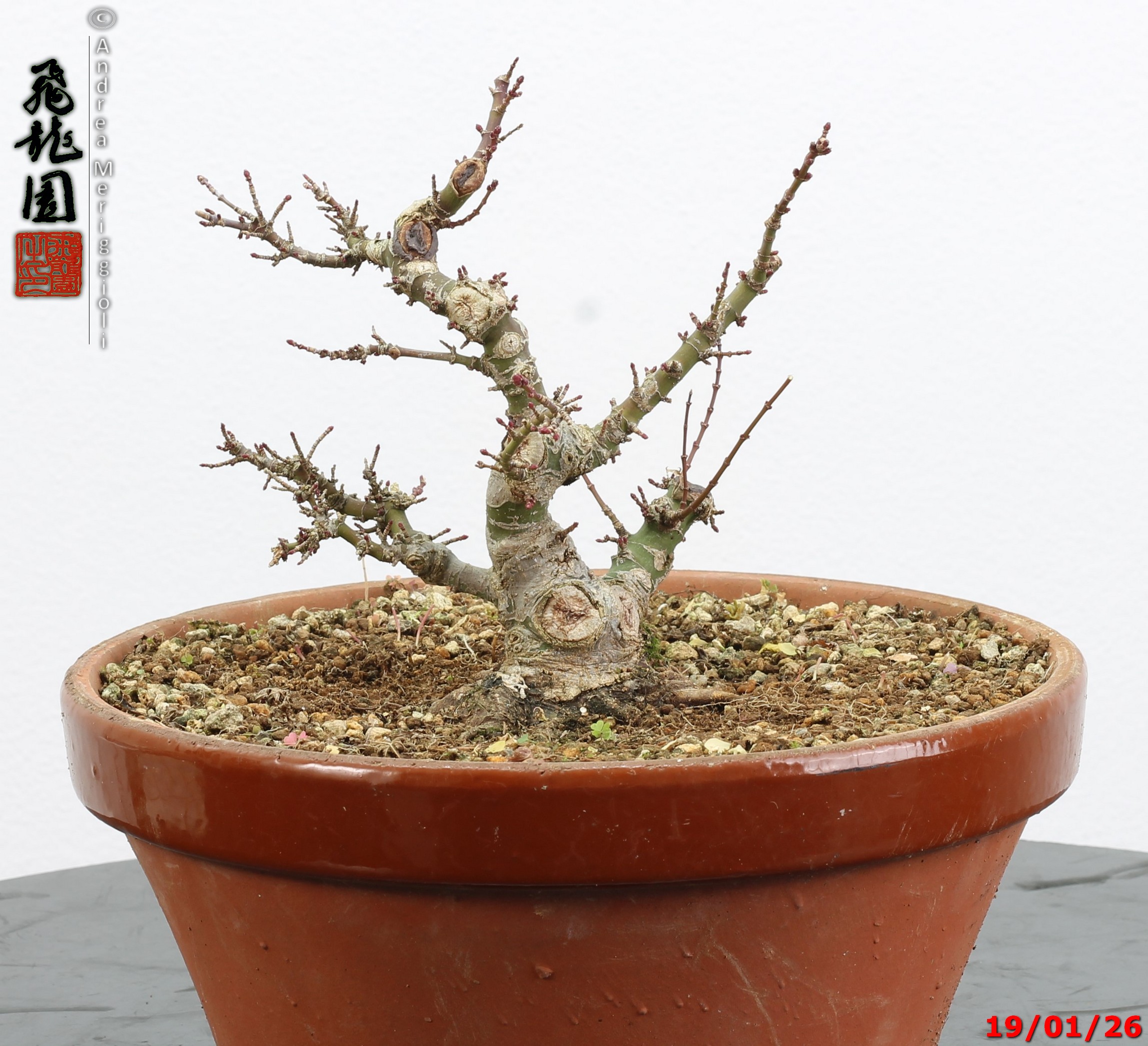 Acer palmatum kotohime shohin