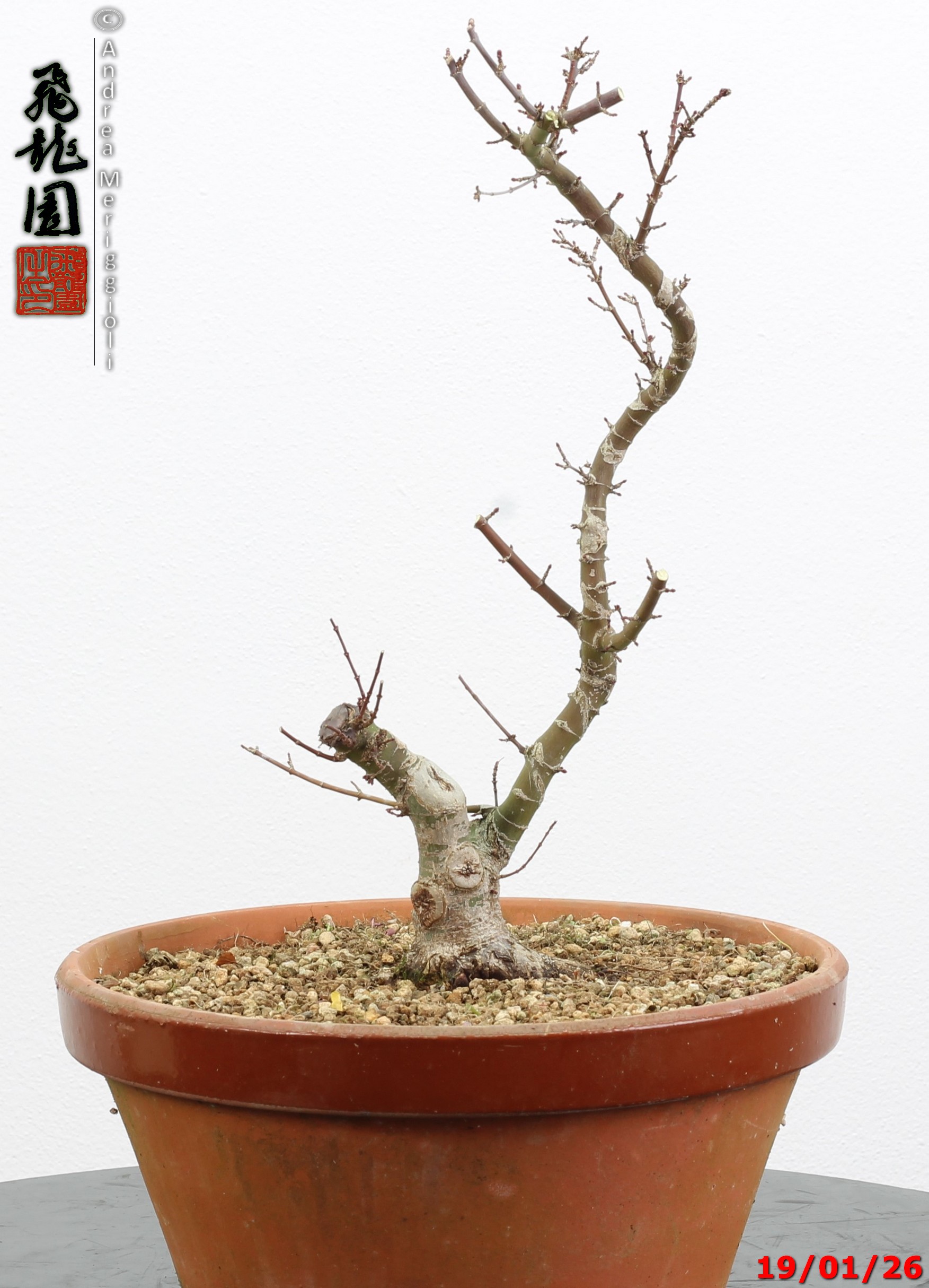 Acer palmatum kotohime shohin - immagine 10