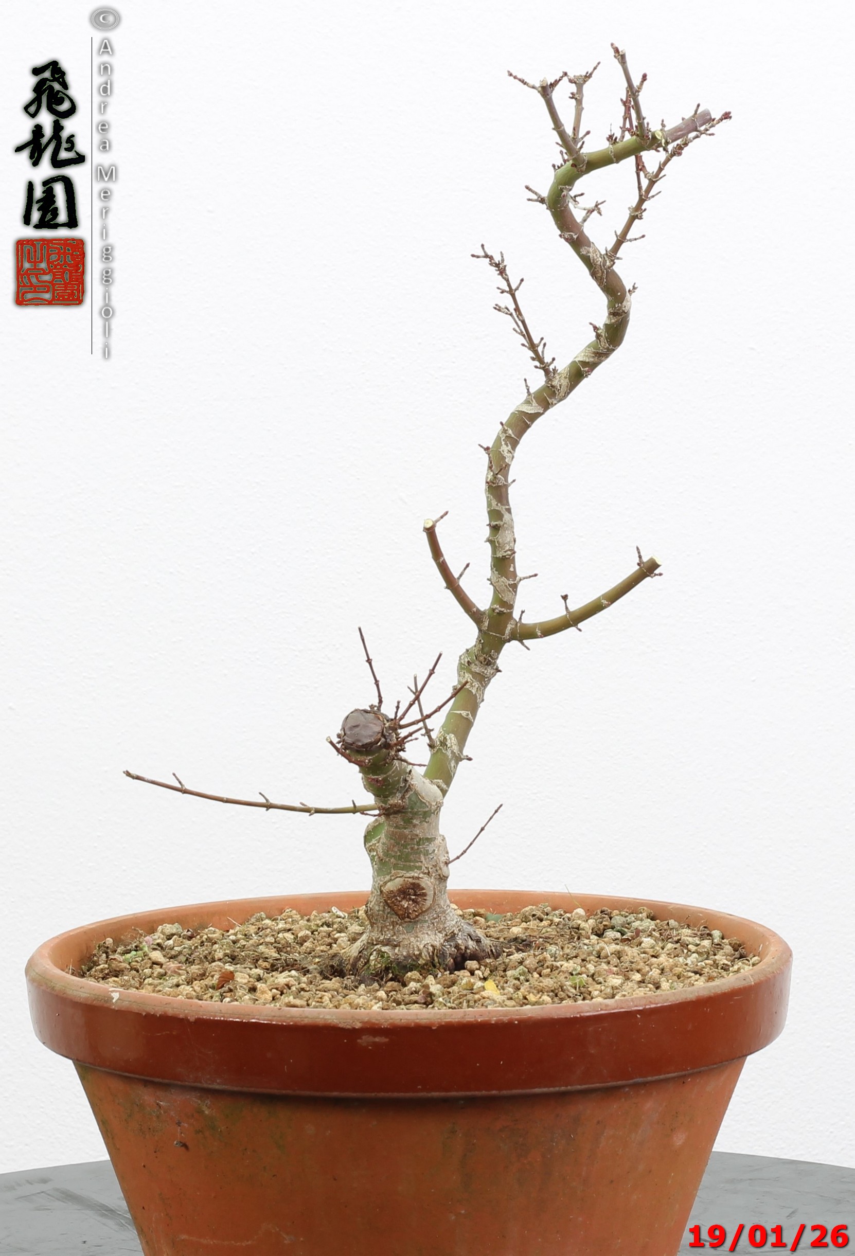 Acer palmatum kotohime shohin - immagine 9